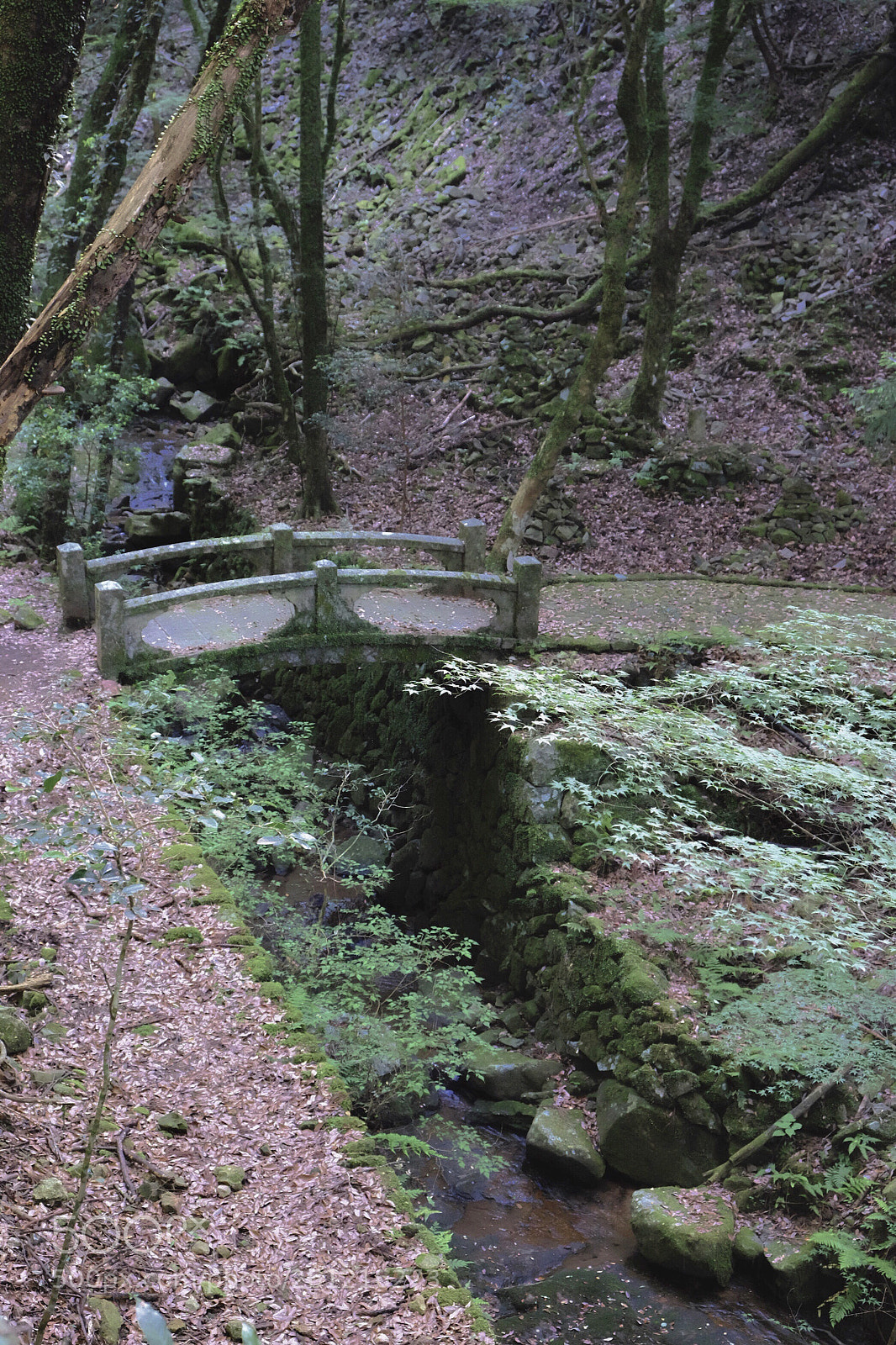 Fujifilm X-T1 sample photo. Forest bridge photography