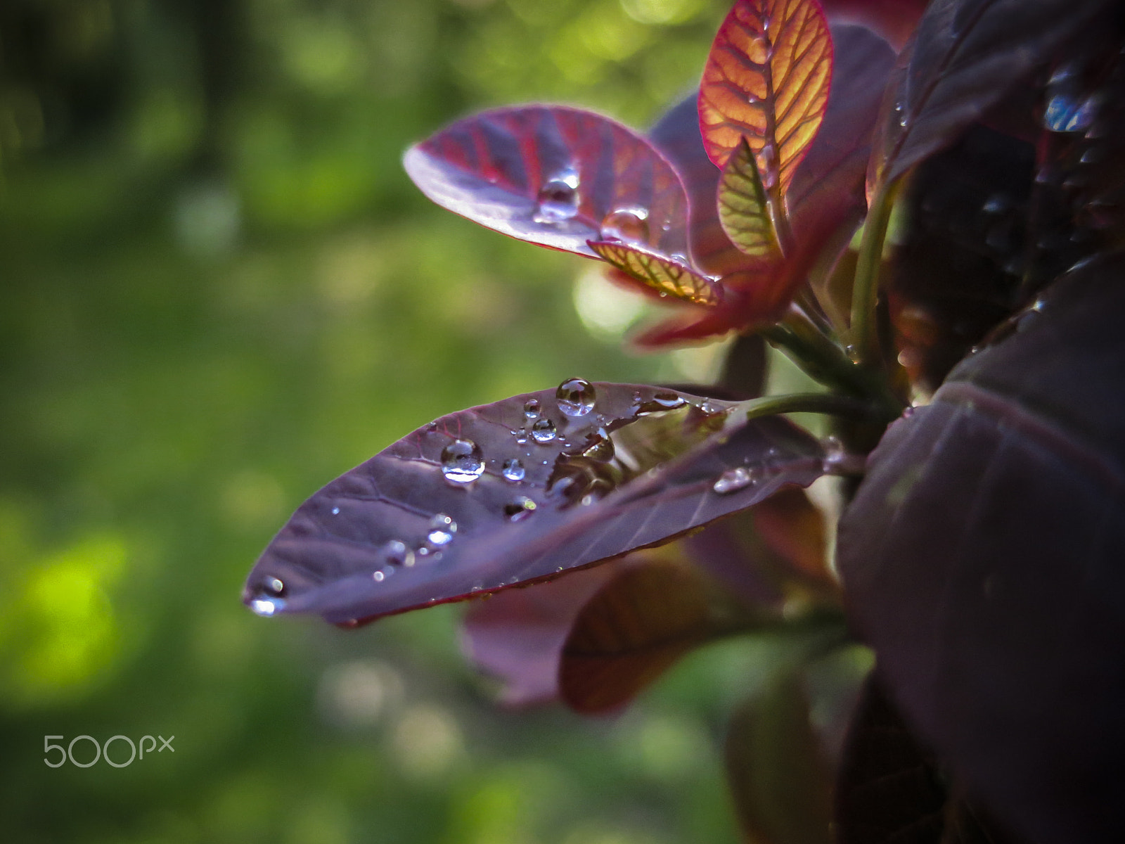 Canon PowerShot S100 sample photo. Raindrops photography