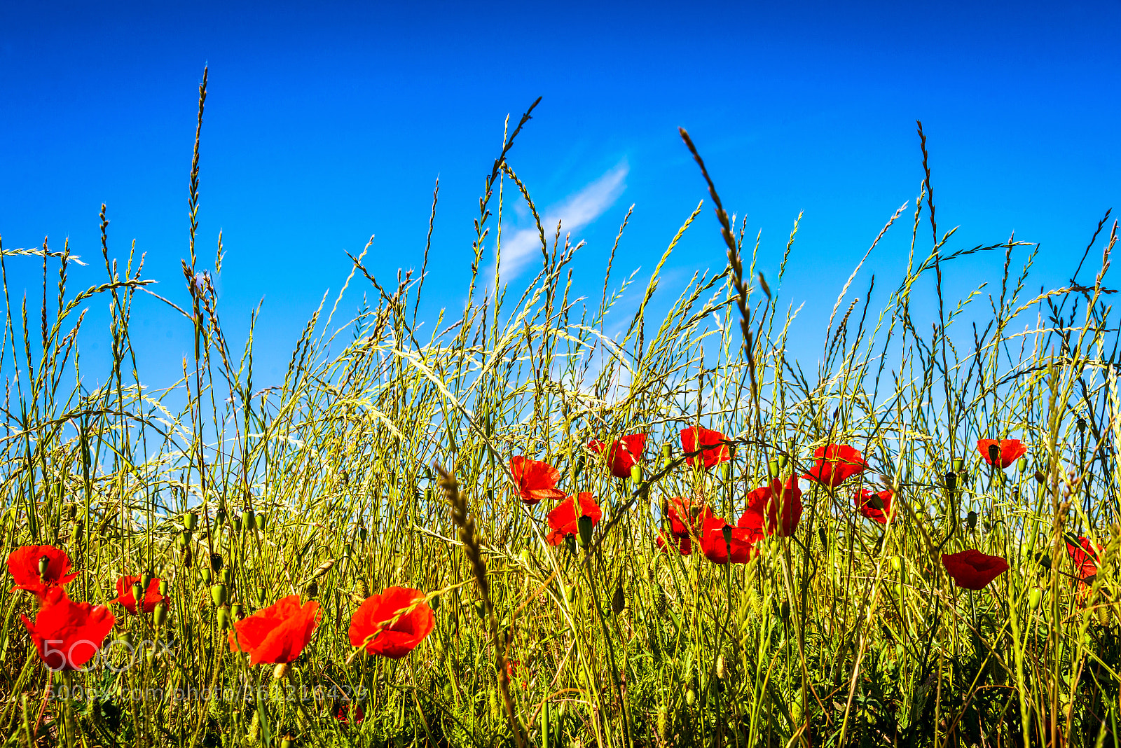 Nikon D610 sample photo. Calling for summer at photography