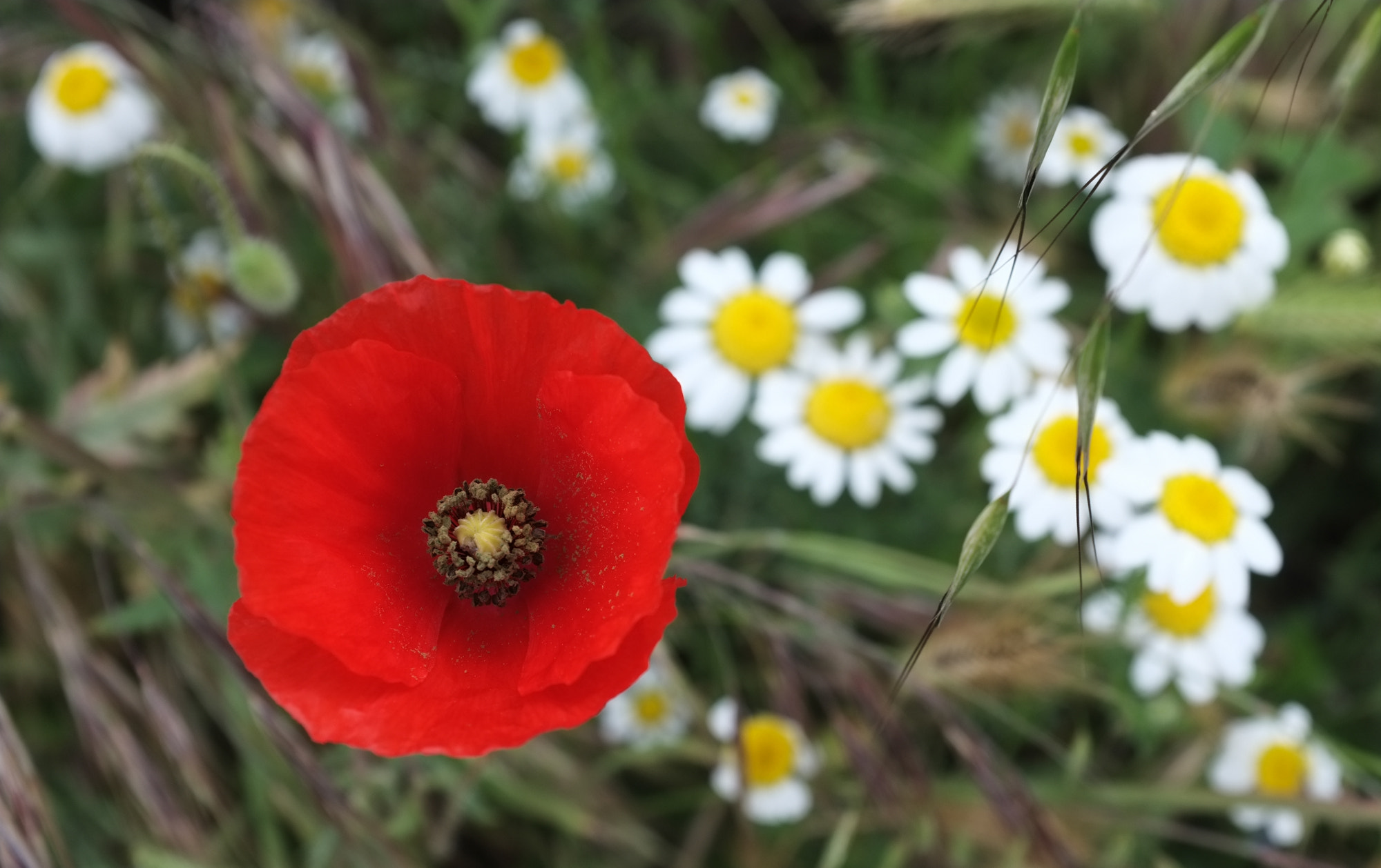 Fujifilm FinePix X100 sample photo. La mujer de rojo photography