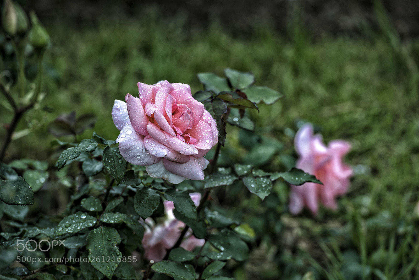 Nikon D810 sample photo. Untitled photography
