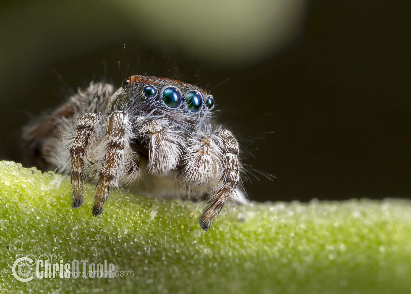 Canon EOS 6D sample photo. Speciousus photography