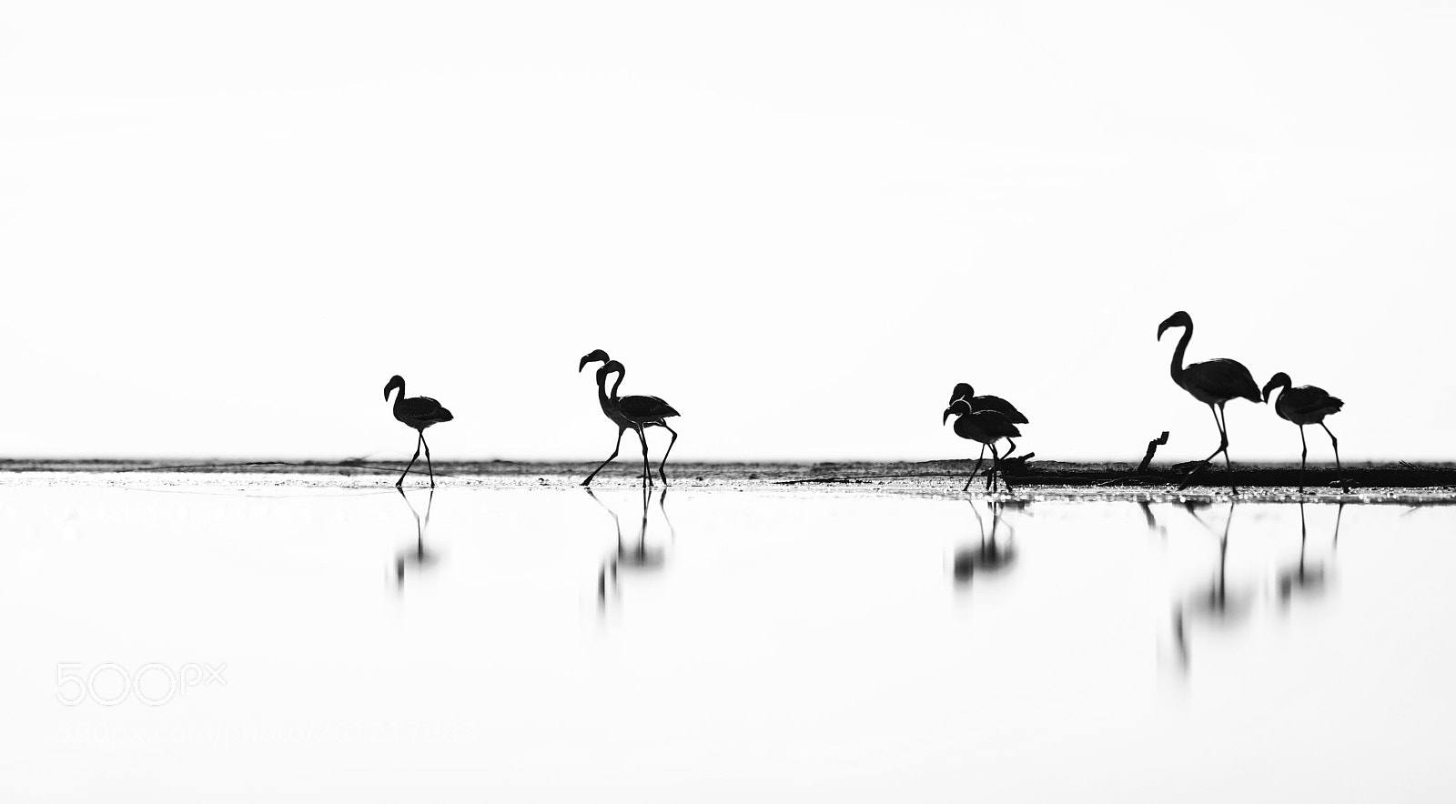 Canon EOS 5D Mark IV sample photo. Greater flamingos of white photography