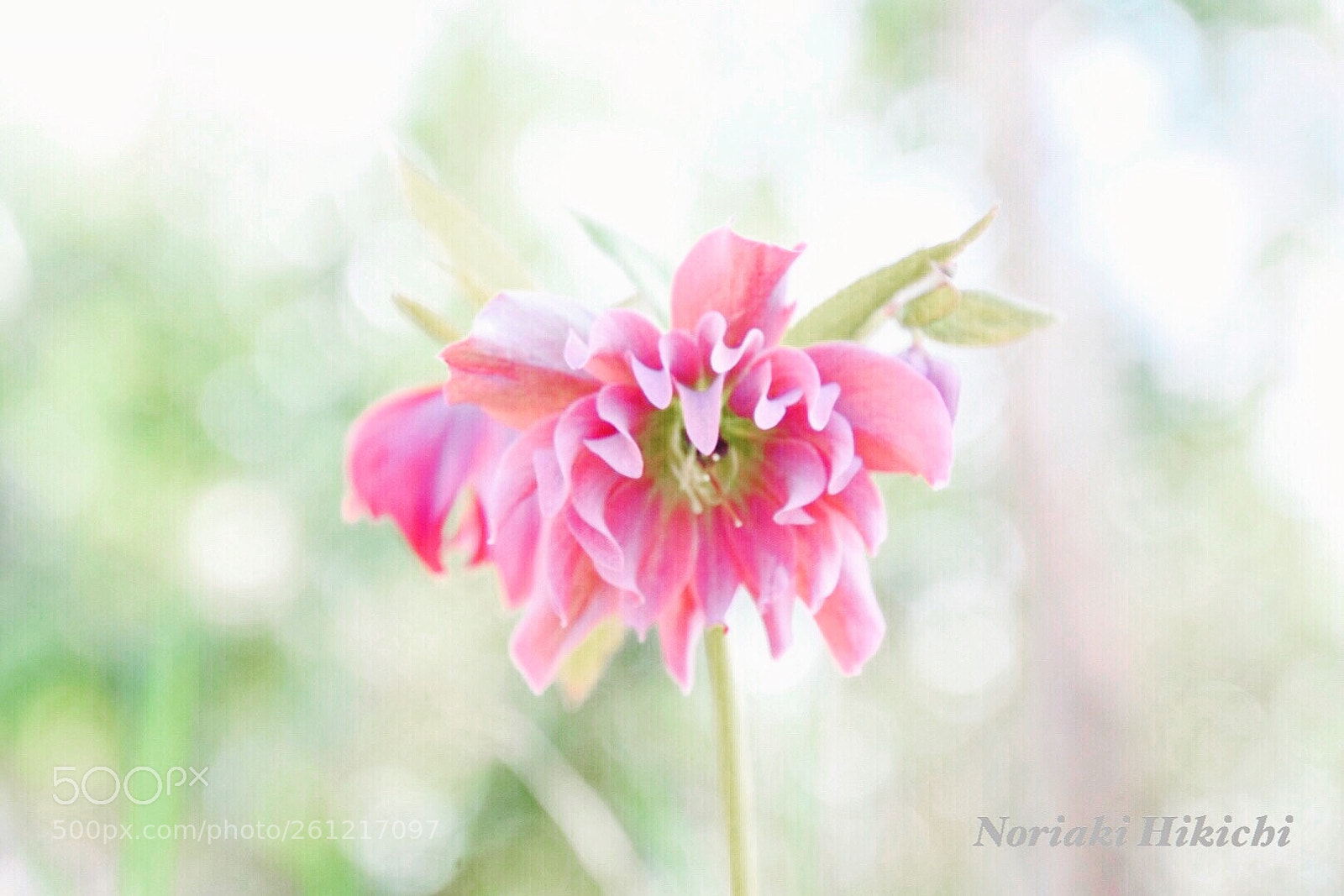 Nikon D5300 sample photo. Untitled photography