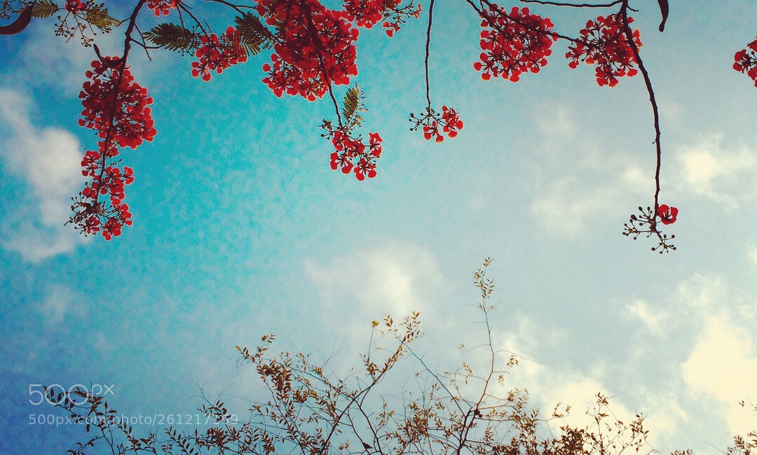 Apple iPhone 5s sample photo. Romance  photography