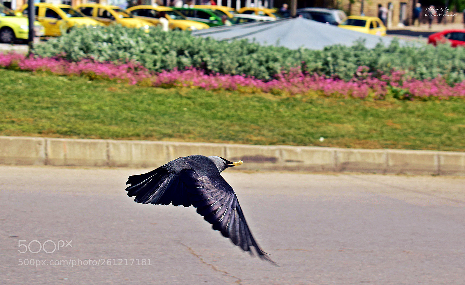 Nikon D3300 sample photo. Steal and flee photography