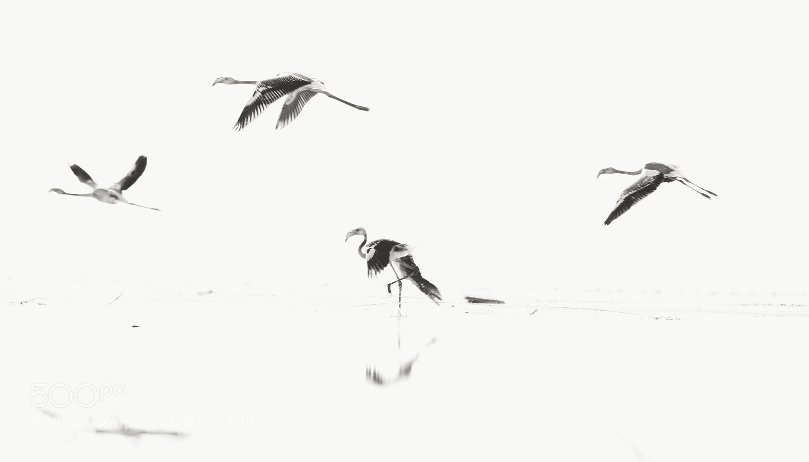 Canon EOS 5D Mark IV sample photo. Flamingo. photography
