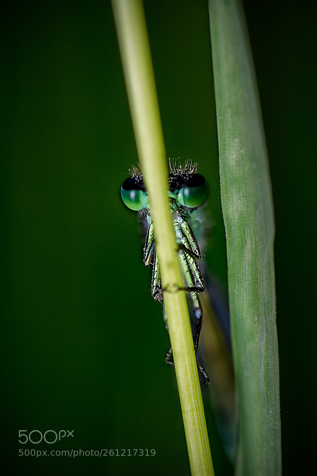 Nikon D7100 sample photo. Damsel photography