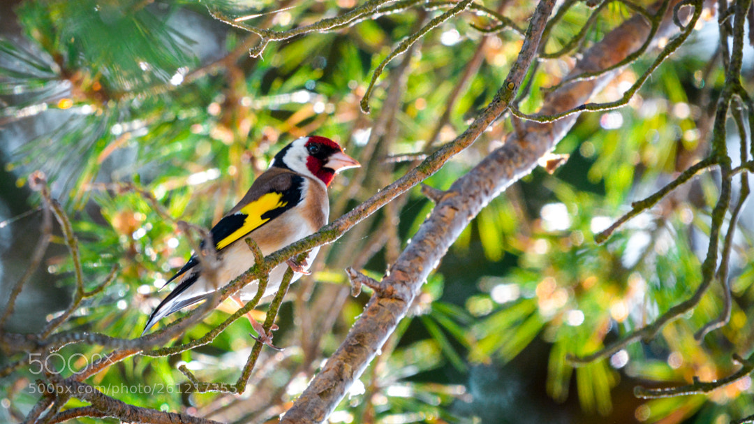 Nikon D5200 sample photo. Goldfinch photography