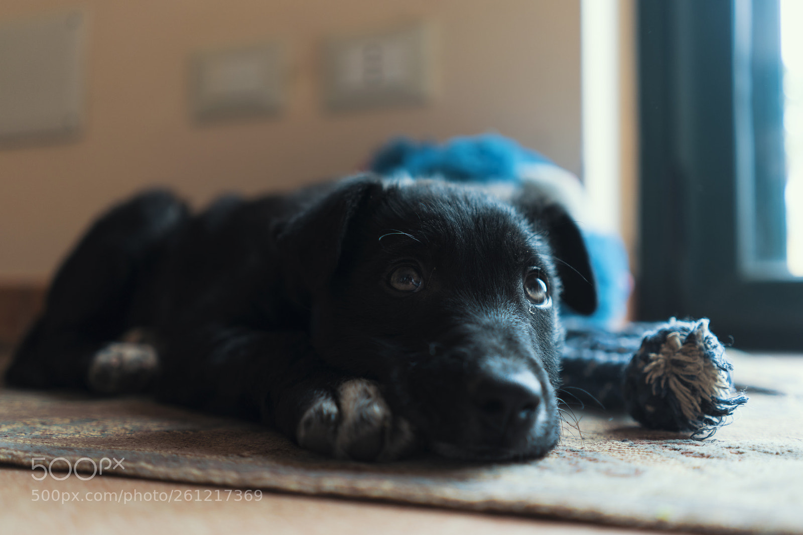 Sony a7 II sample photo. Sweet-dog photography