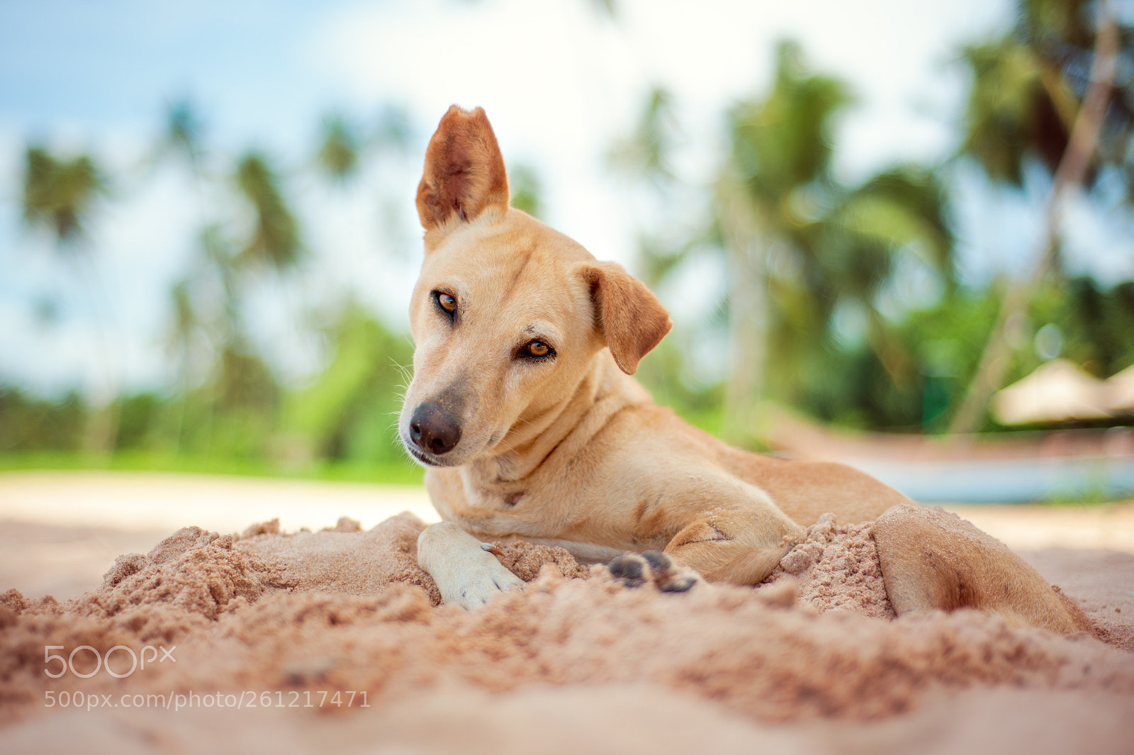 Nikon D700 sample photo. A straydogs eyes will photography