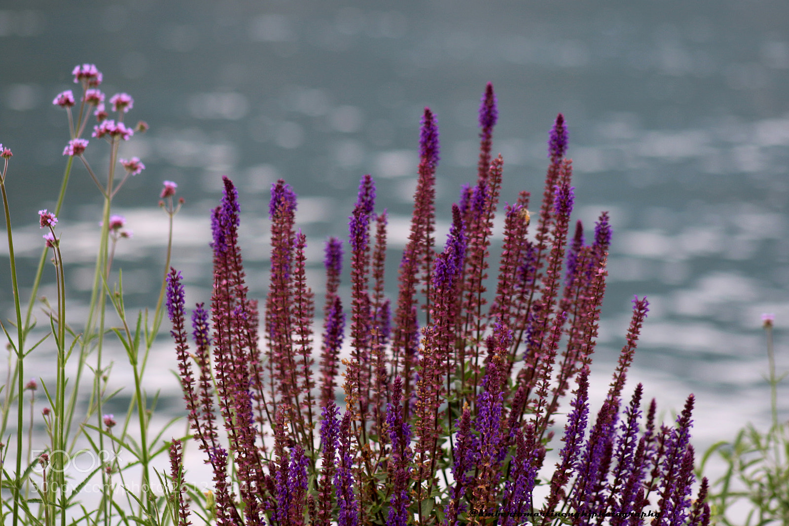 Canon EOS 7D Mark II sample photo. Nature on lake photography
