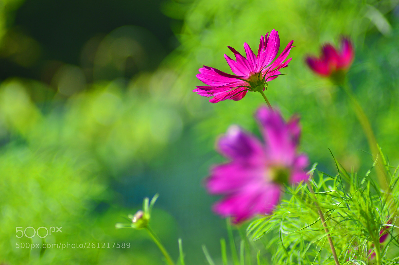 Nikon D3200 sample photo. Summer nature......cosmos photography