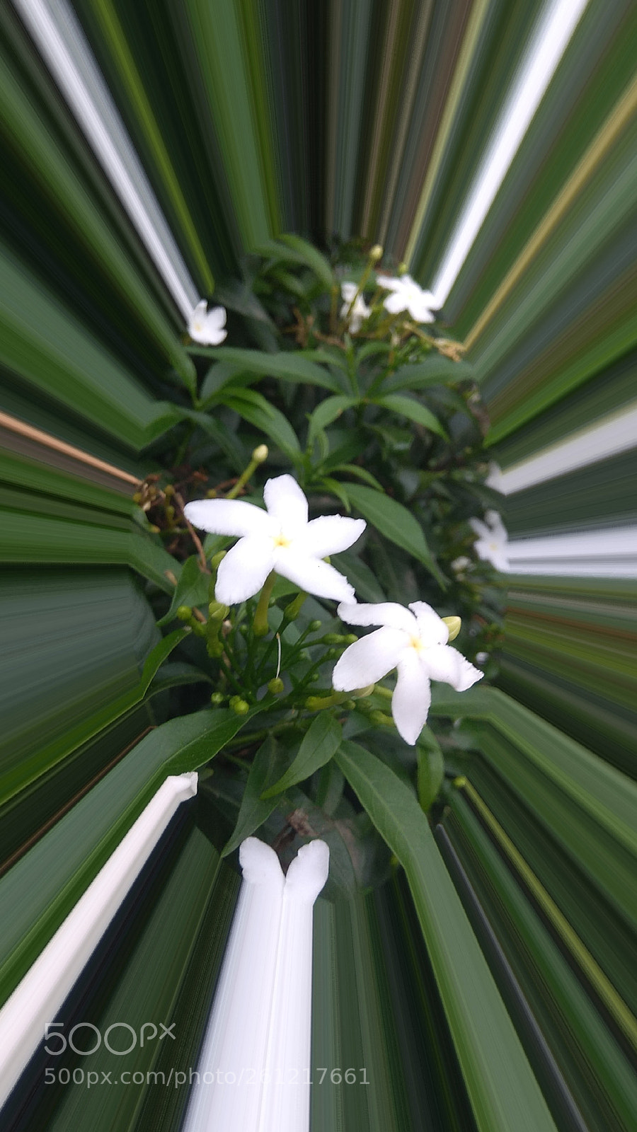 Xiaomi Redmi Note 4 sample photo. Cute flowers photography
