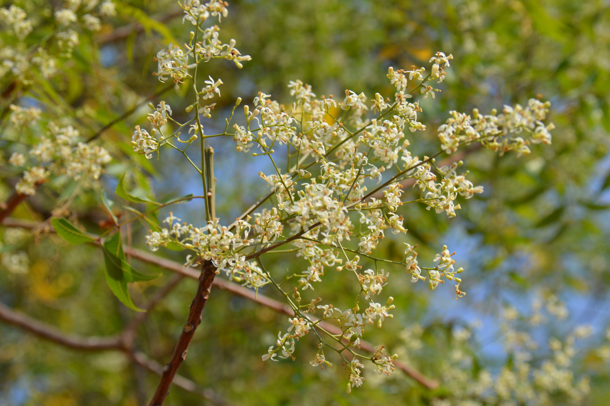 Nikon D3200 sample photo. Neem flower photography