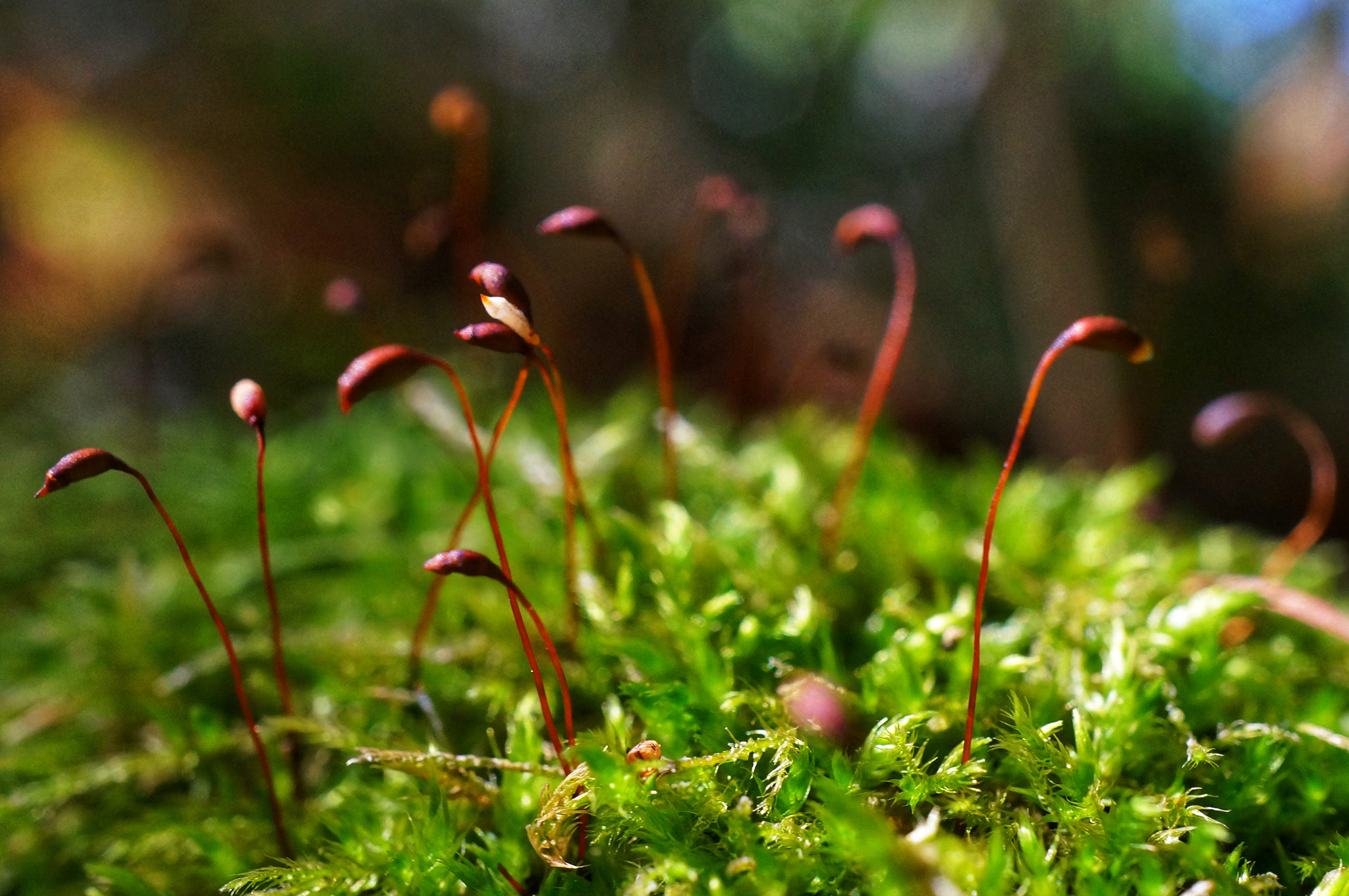 Sony Alpha NEX-5T sample photo. Moss gathering photography