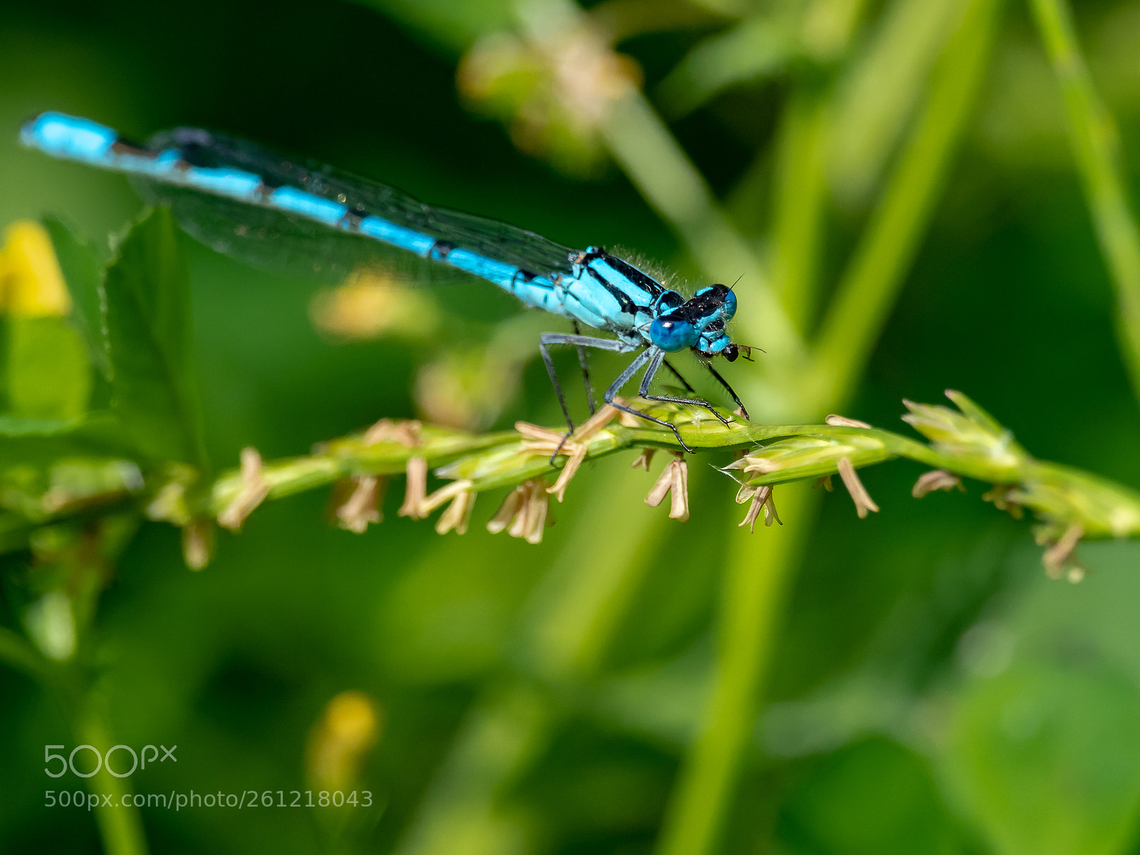 Olympus OM-D E-M1 Mark II sample photo. Ants for breakfast photography