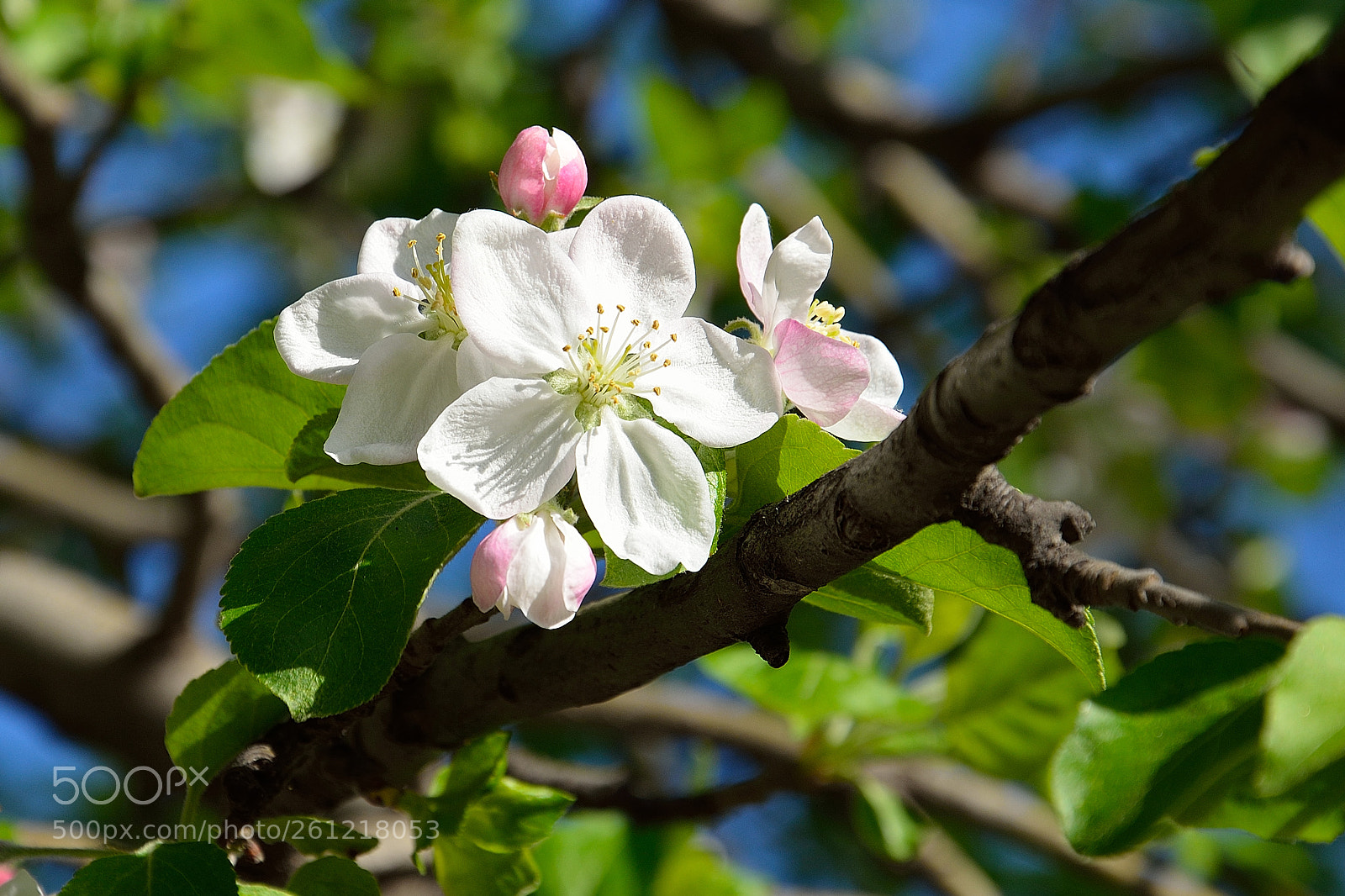Nikon D5100 sample photo. Nature in almaty photography