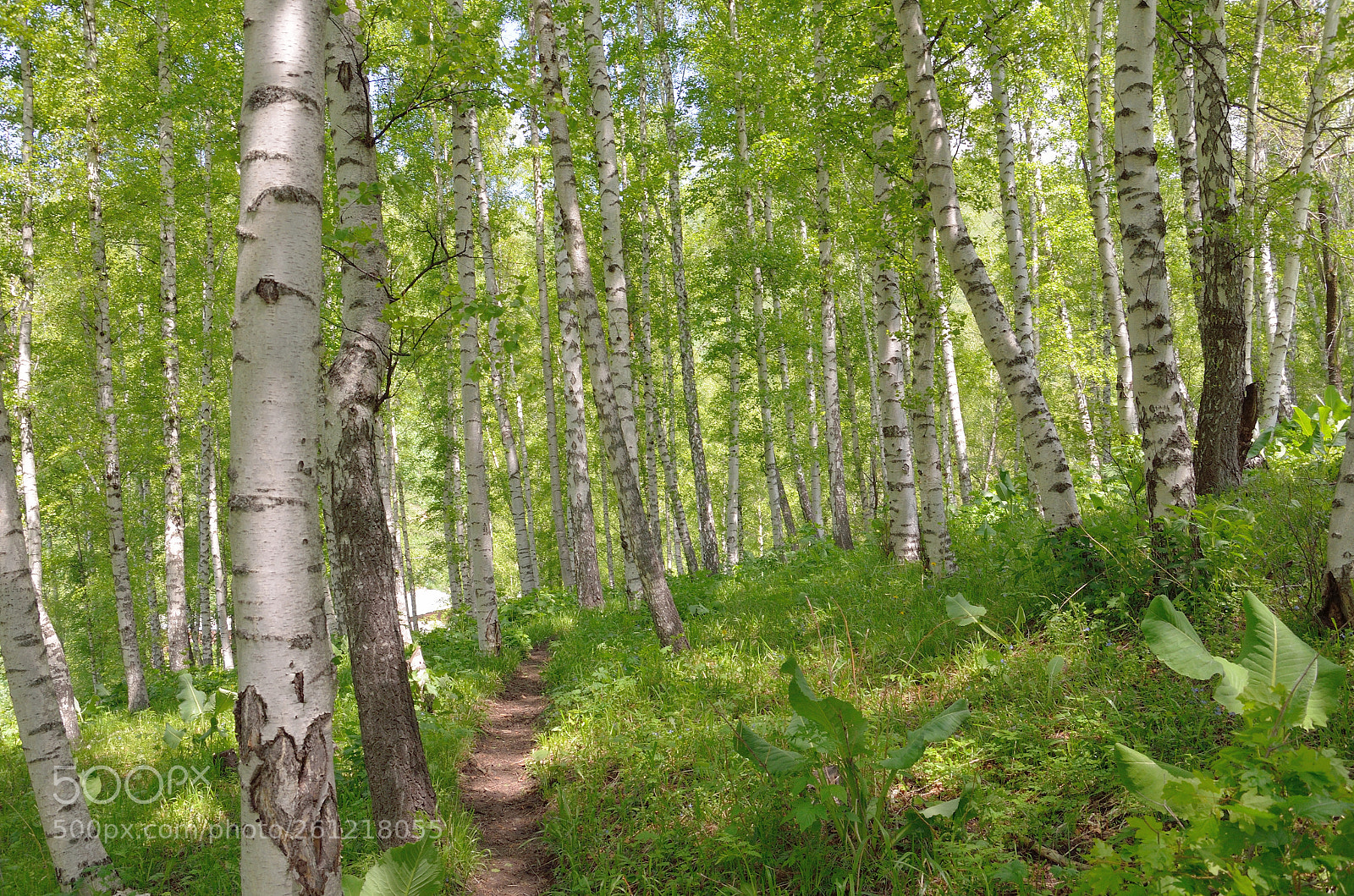 Nikon D5100 sample photo. Nature in almaty photography