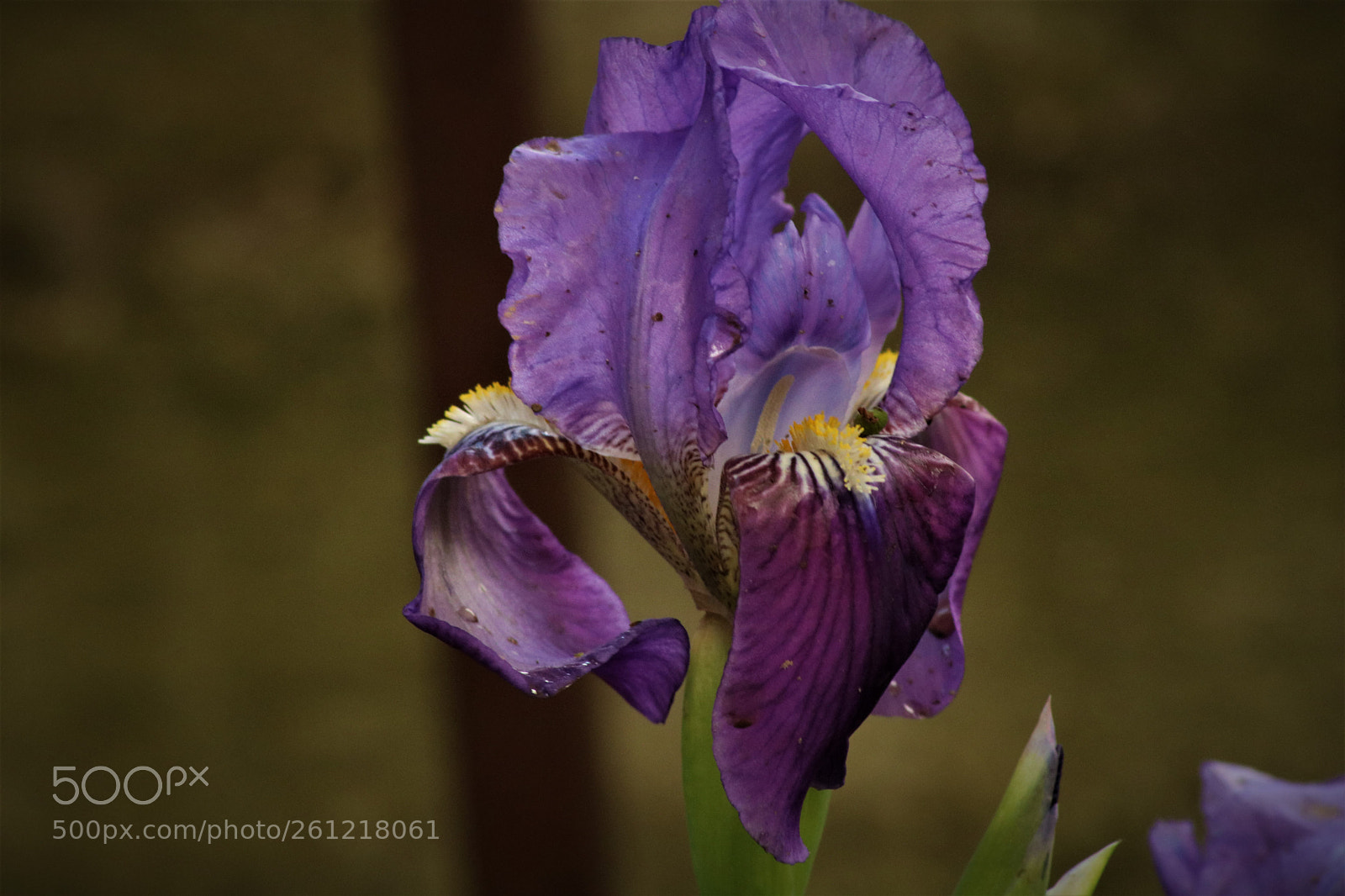 Canon EOS 750D (EOS Rebel T6i / EOS Kiss X8i) sample photo. Flower photography