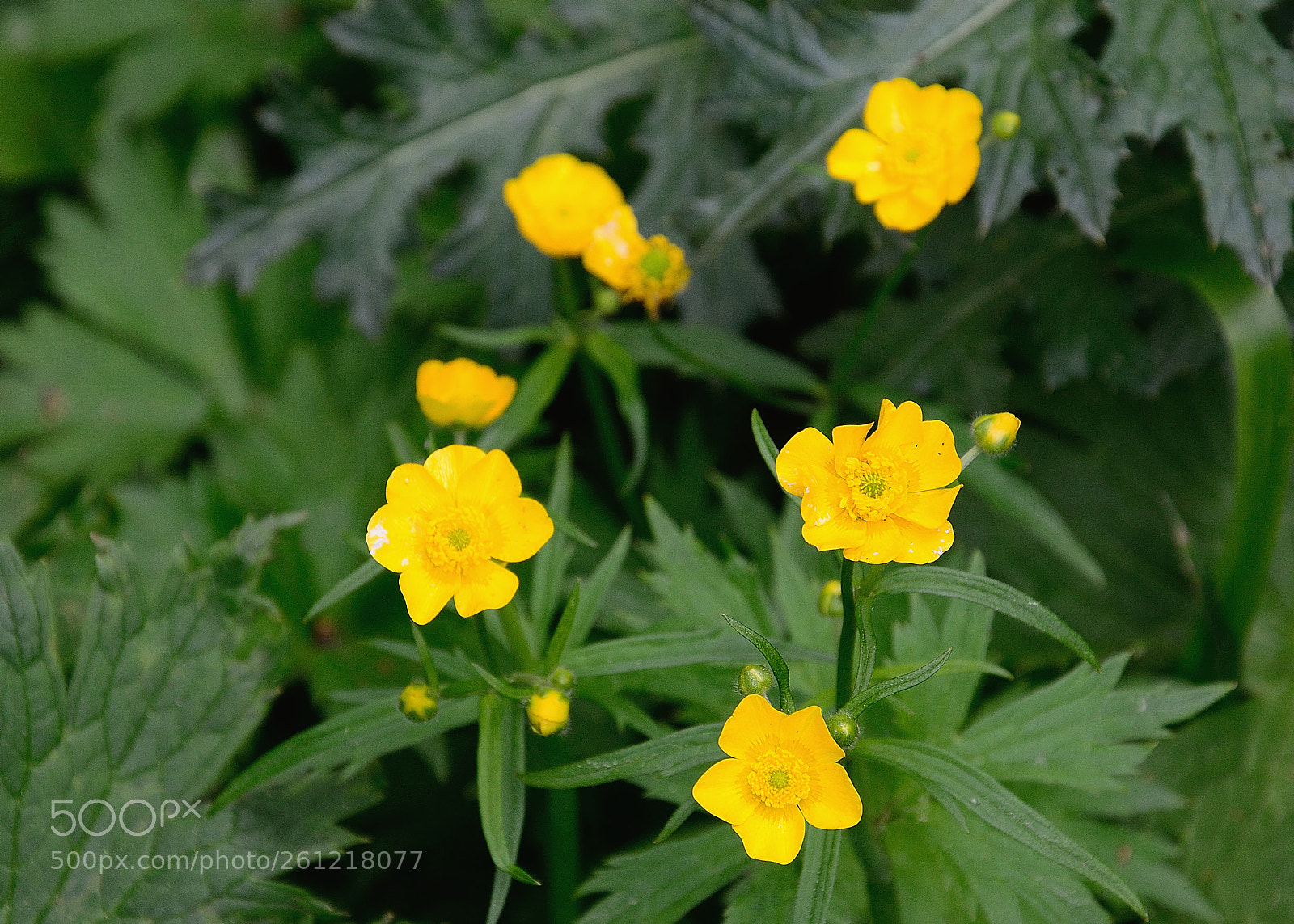 Nikon D5100 sample photo. Nature in almaty photography