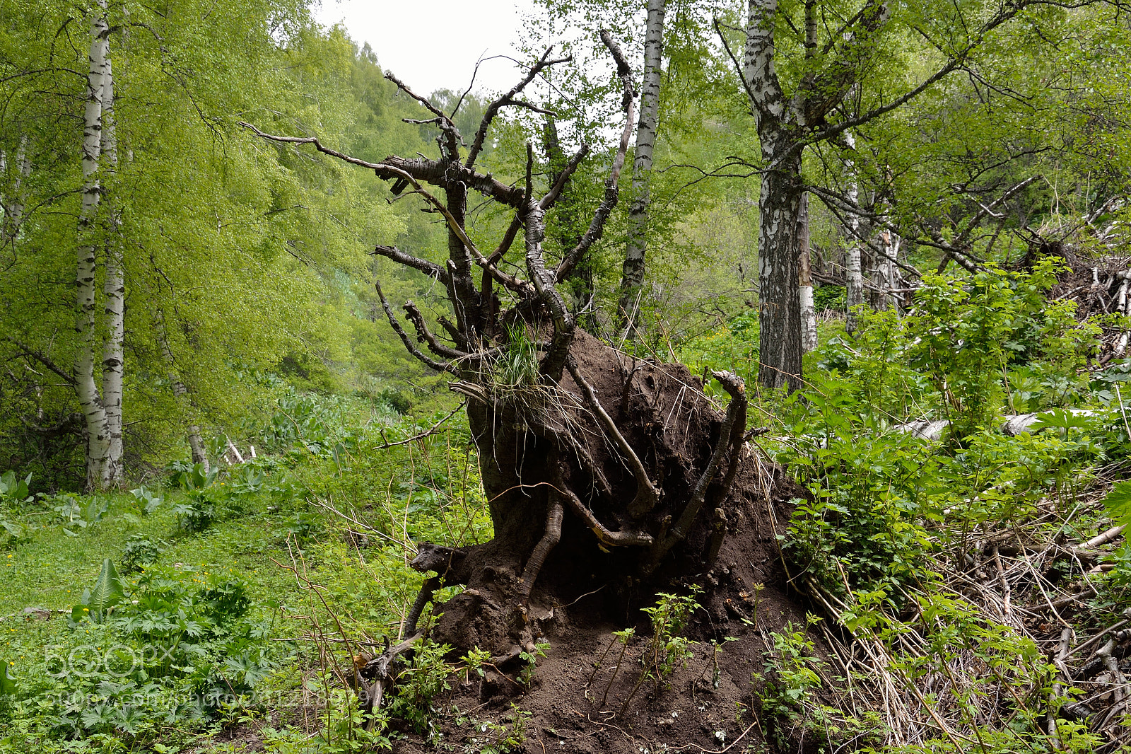 Nikon D5100 sample photo. Nature in almaty photography