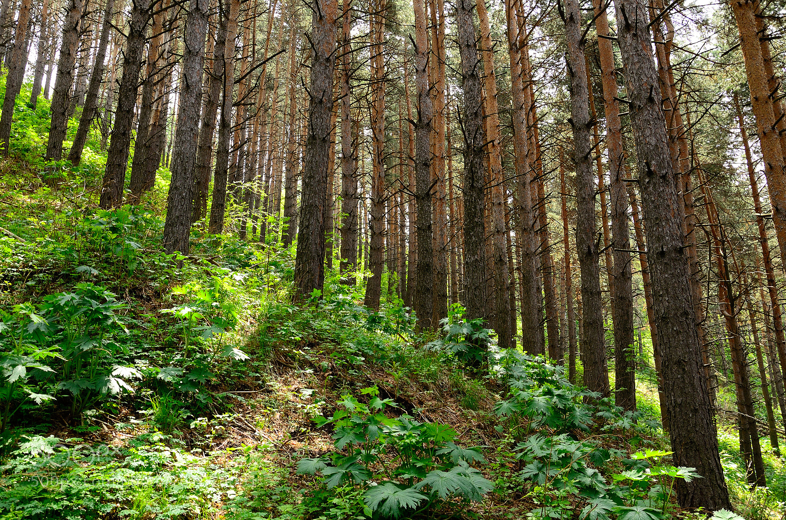 Nikon D5100 sample photo. Nature in almaty photography