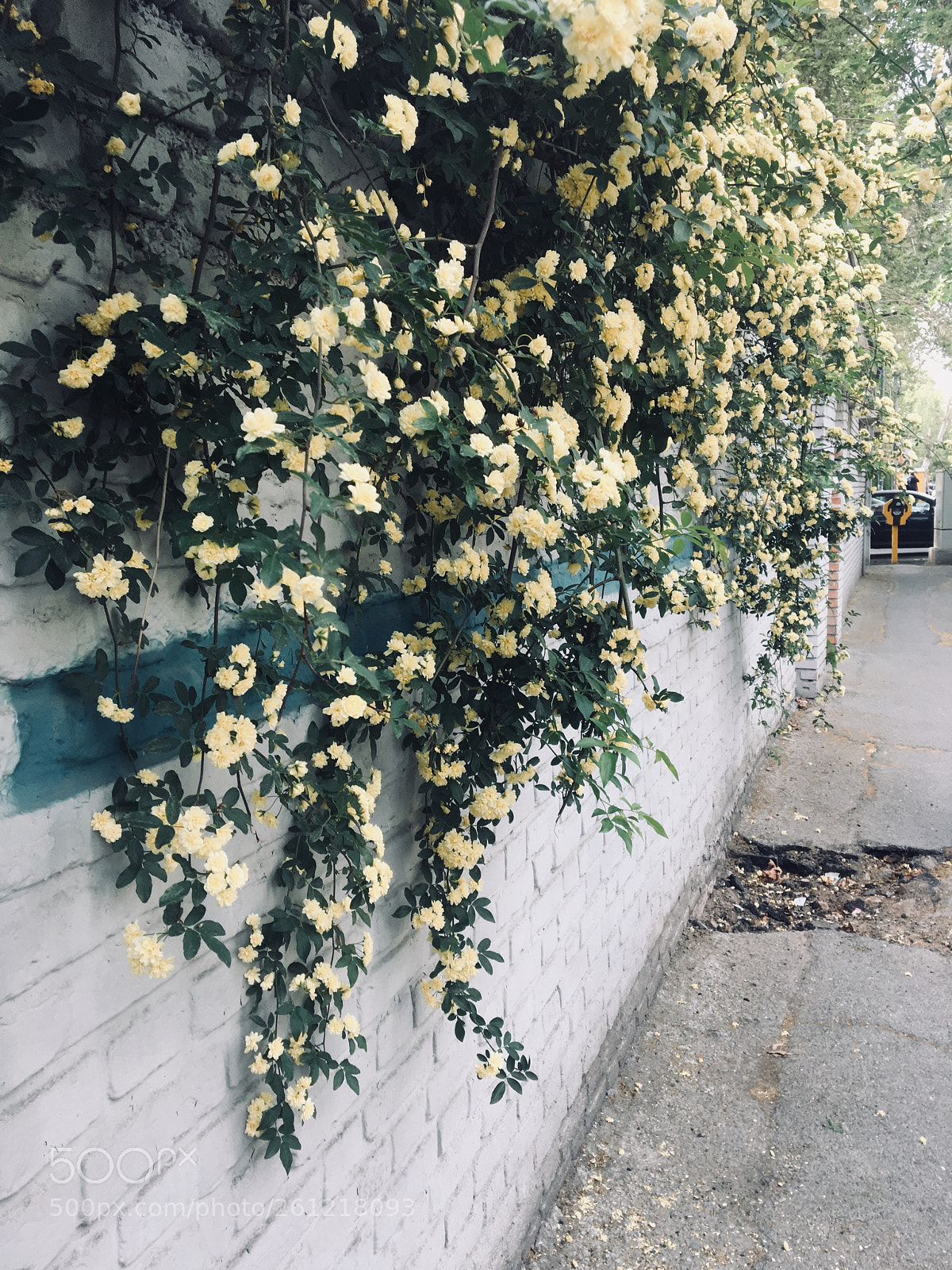 Apple iPhone 6s sample photo. Fresh air photography