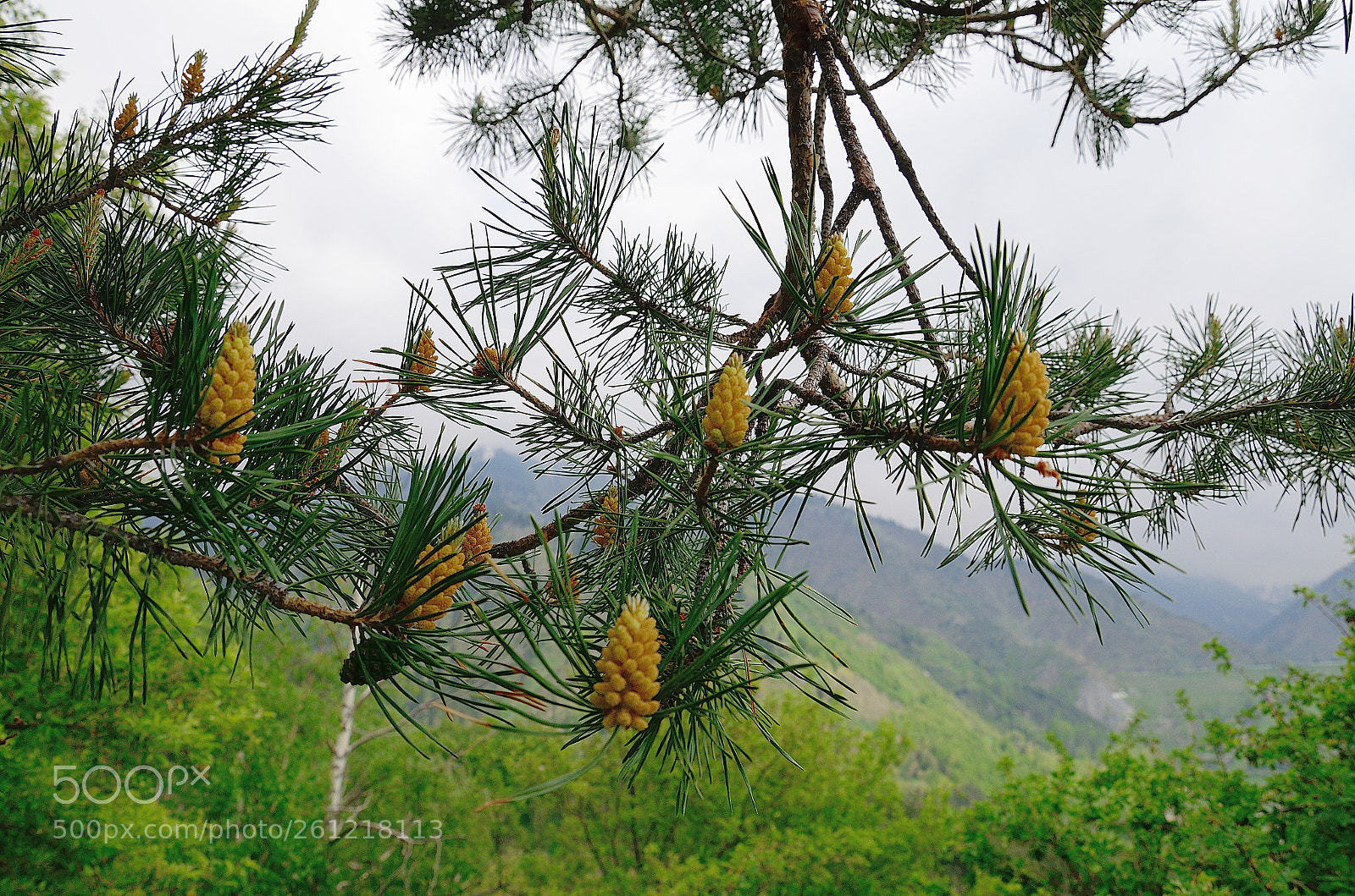 Nikon D5100 sample photo. Nature in almaty photography