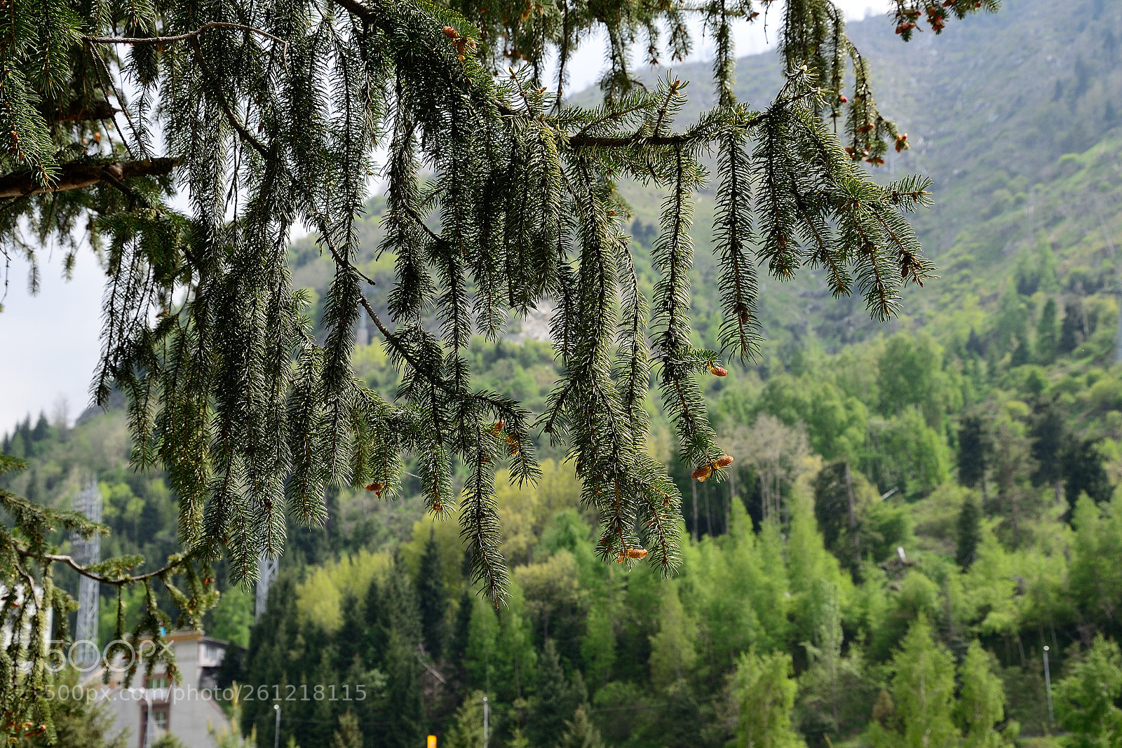 Nikon D5100 sample photo. Nature in almaty photography