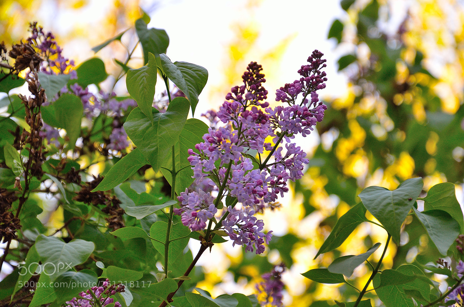 Nikon D5100 sample photo. Nature in almaty photography