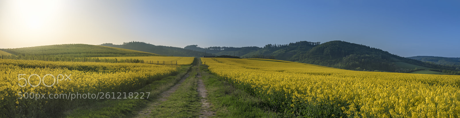 Nikon D750 sample photo. Country road in yellow photography