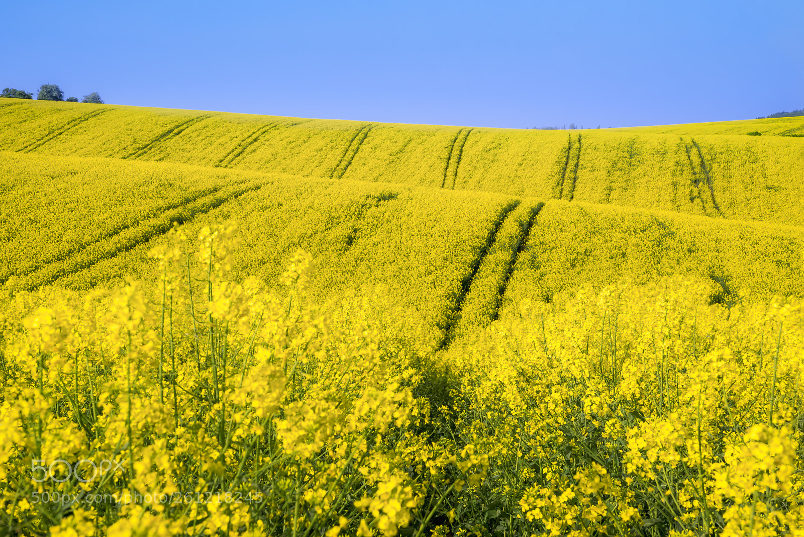 Nikon D750 sample photo. Curved hills with yellow photography