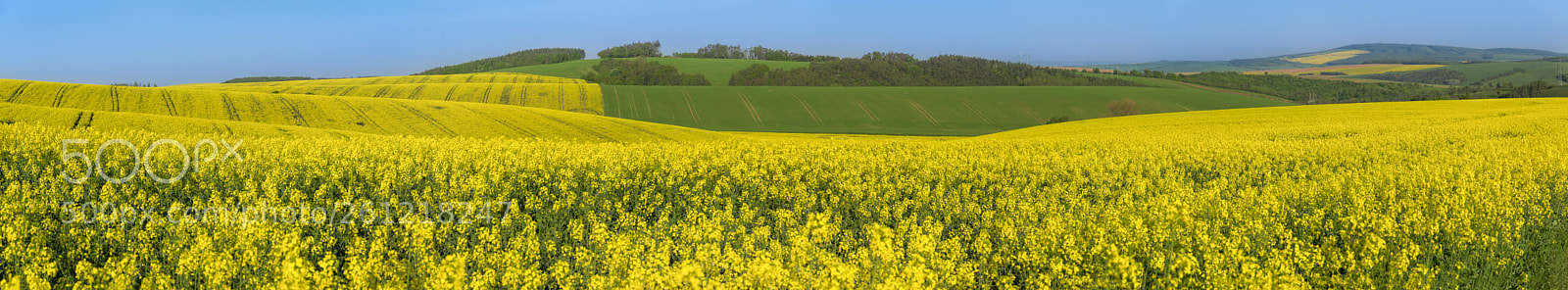 Nikon D750 sample photo. Panorama with yellow and photography