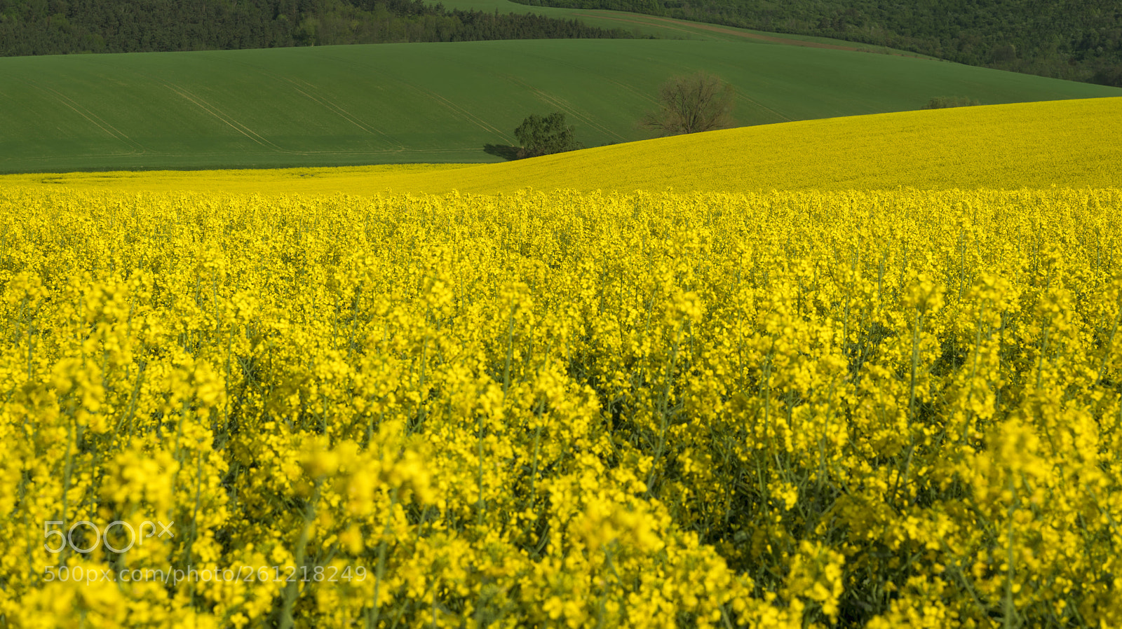 Nikon D750 sample photo. Yellow rapeseed field and photography