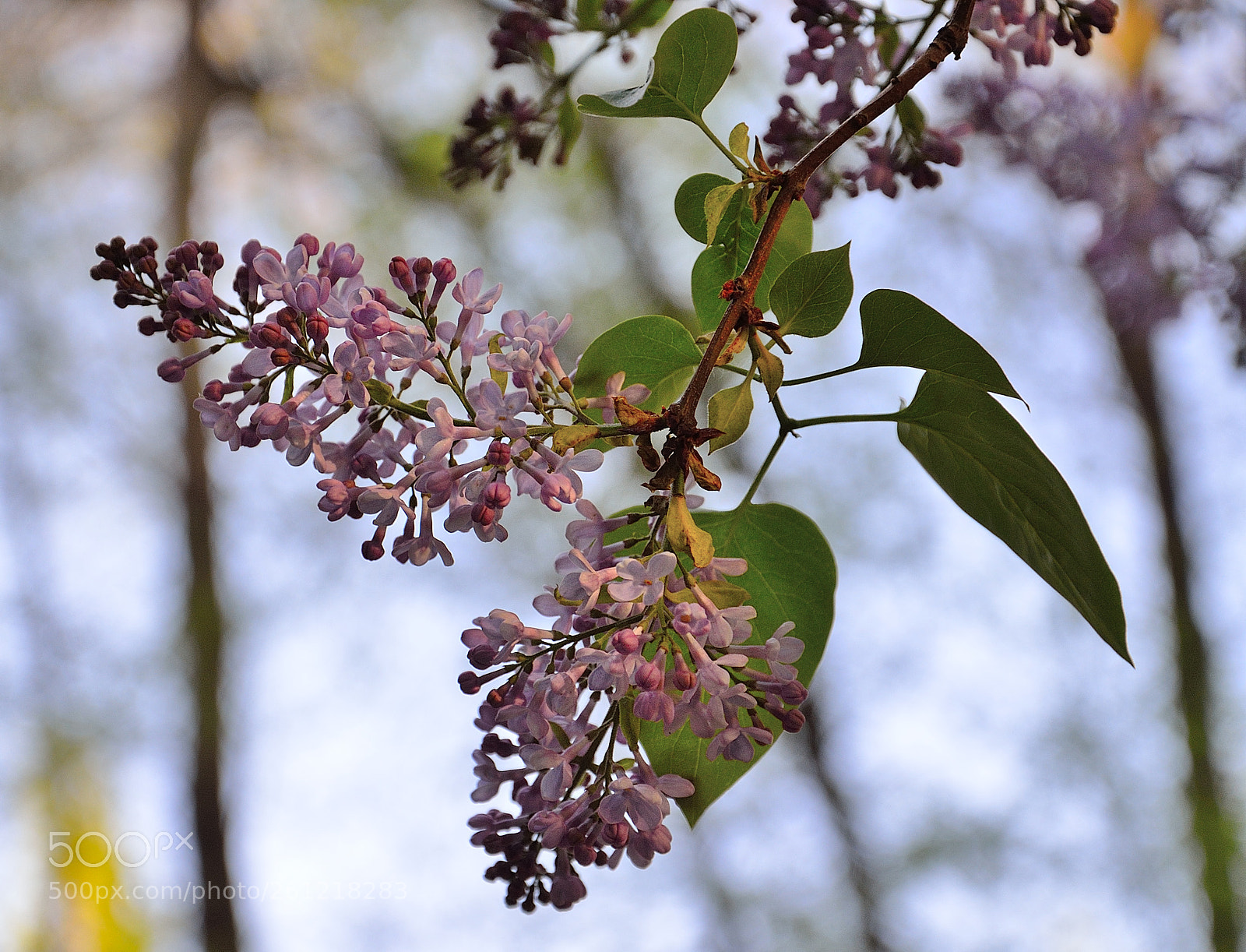 Nikon D5100 sample photo. Nature in almaty photography