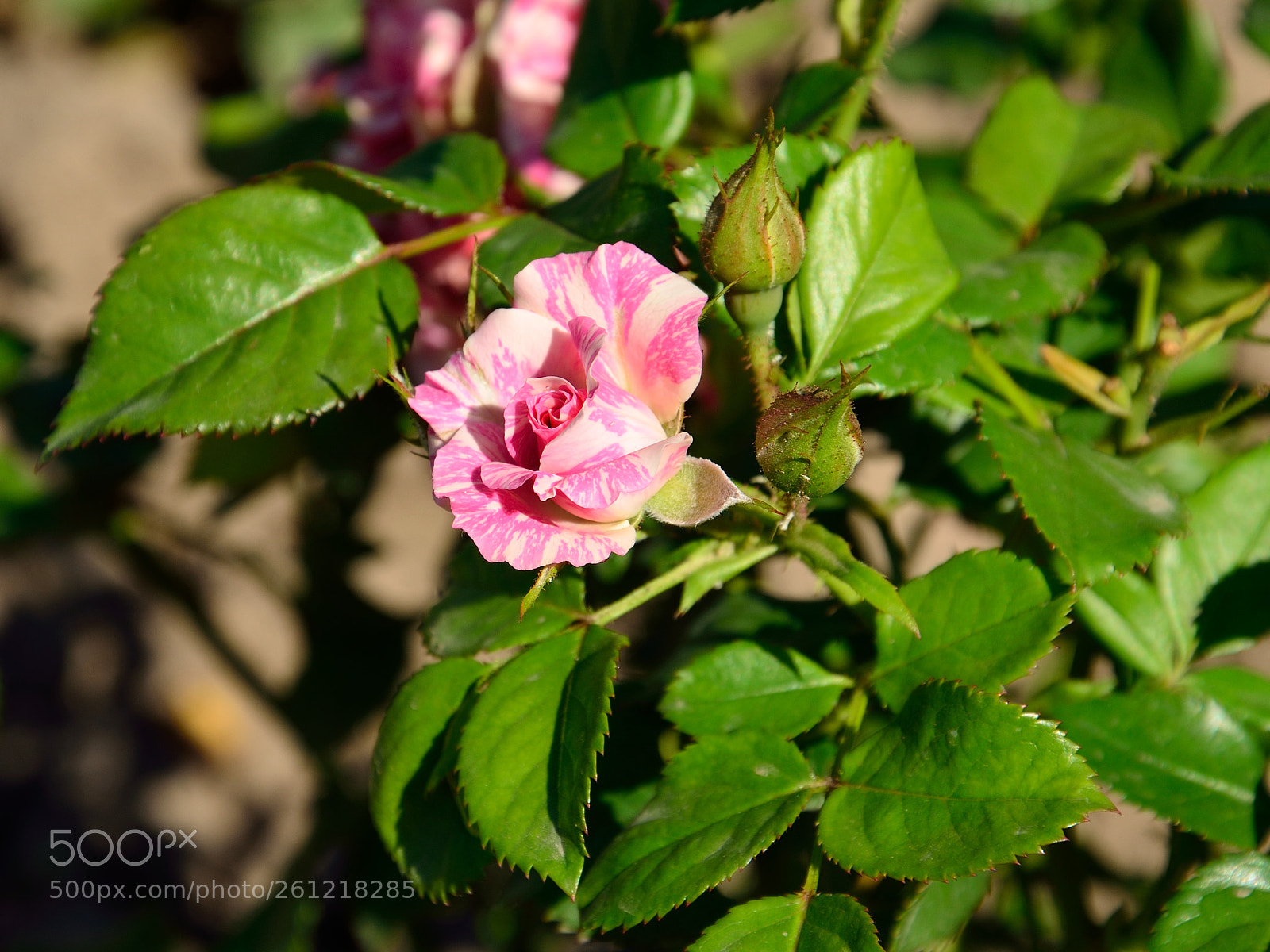 Nikon D5100 sample photo. Nature in almaty photography