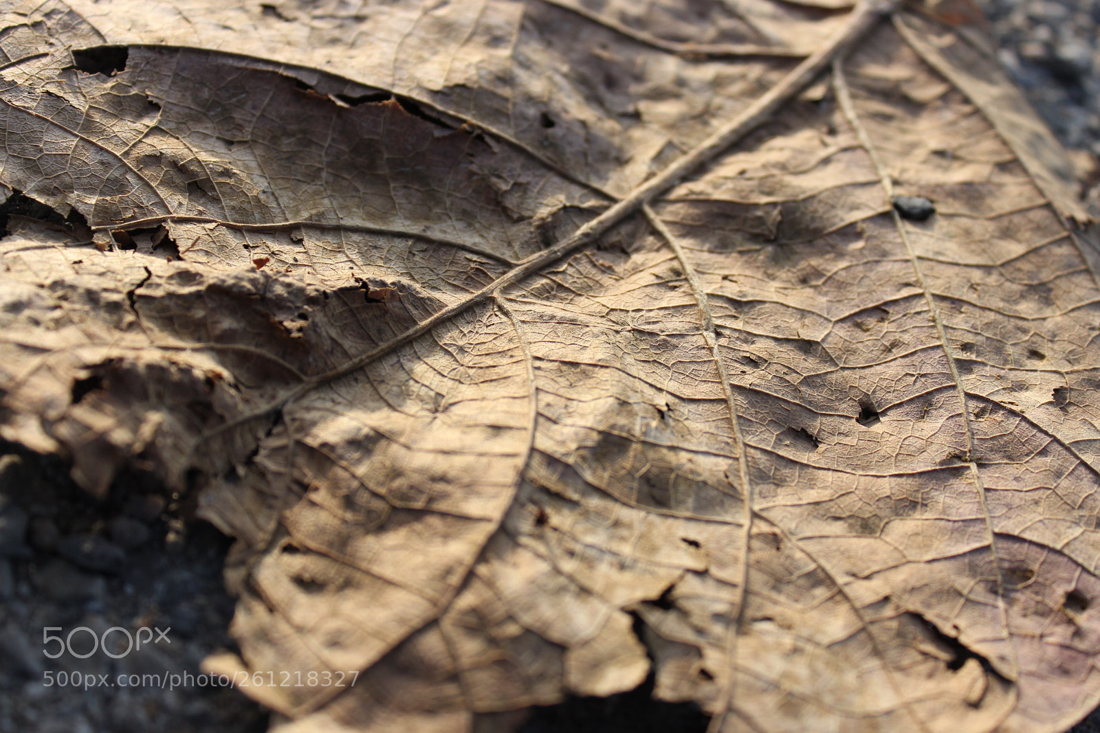 Canon EOS 700D (EOS Rebel T5i / EOS Kiss X7i) sample photo. Nature photography