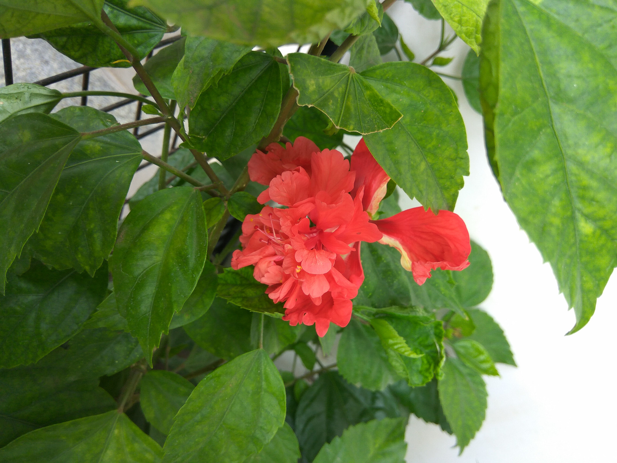 Xiaomi Redmi Note3 sample photo. Flower photography