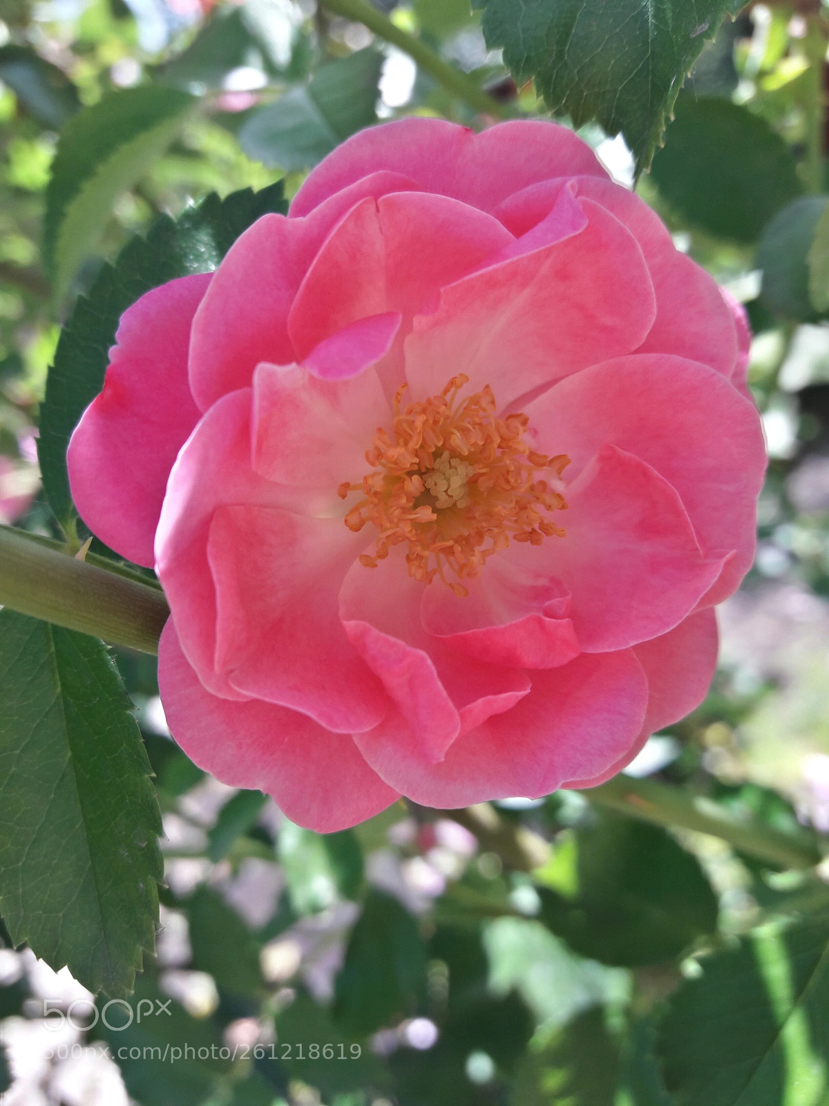 Samsung Galaxy J7 sample photo. Pretty rose photography
