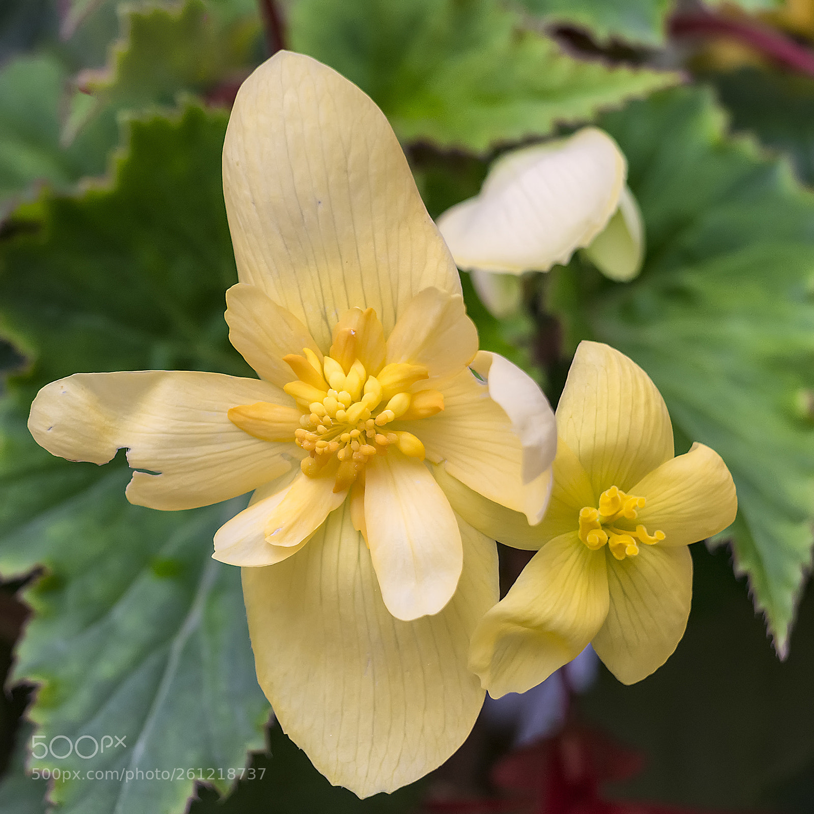 Nikon D5200 sample photo. Flower #85 photography