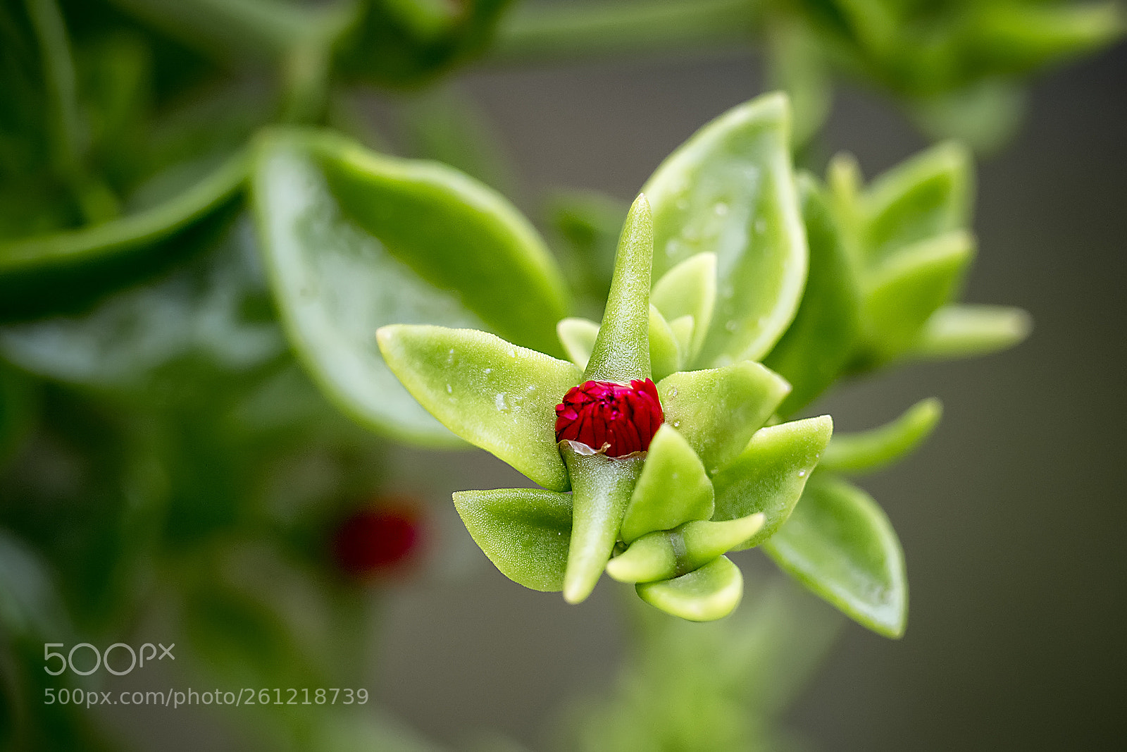 Nikon D5200 sample photo. Flower #86 photography