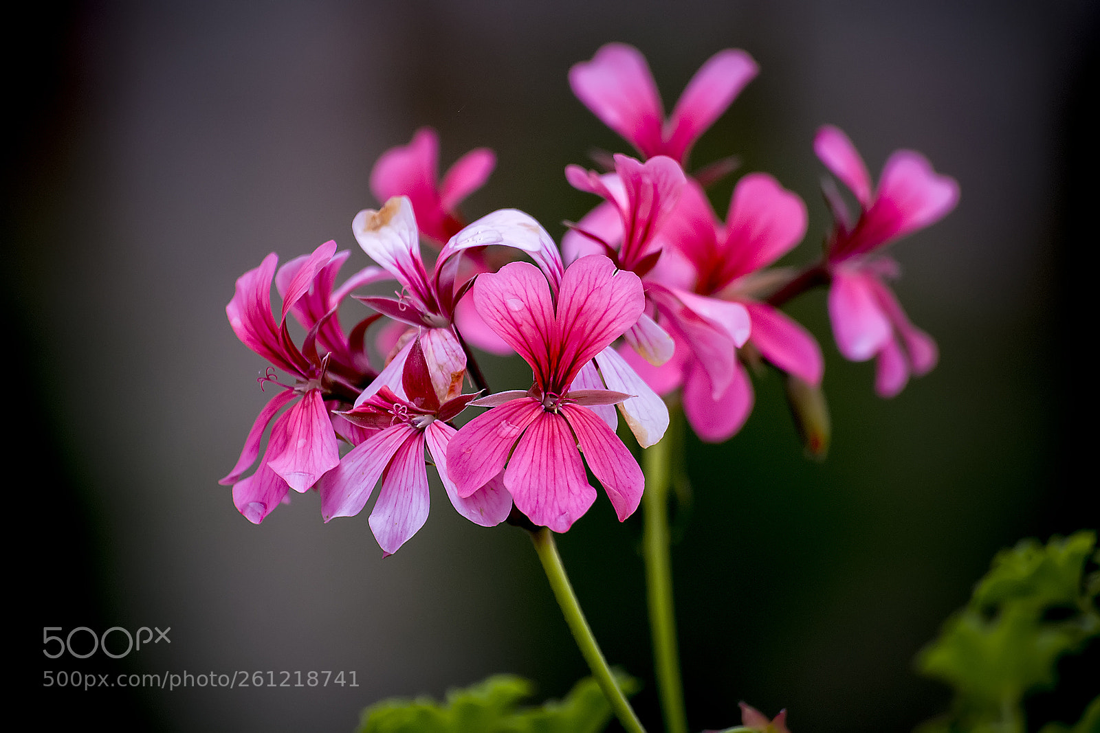 Nikon D5200 sample photo. Flower #84 photography