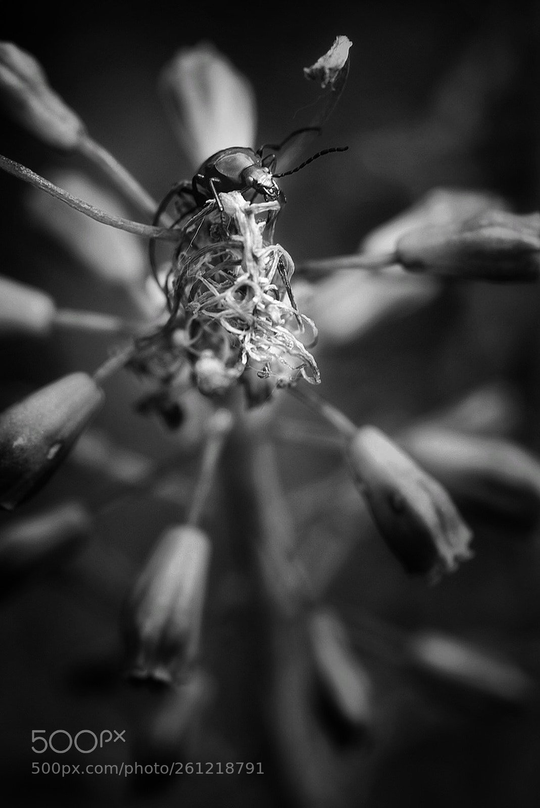 Sony SLT-A58 sample photo. Macroo photography