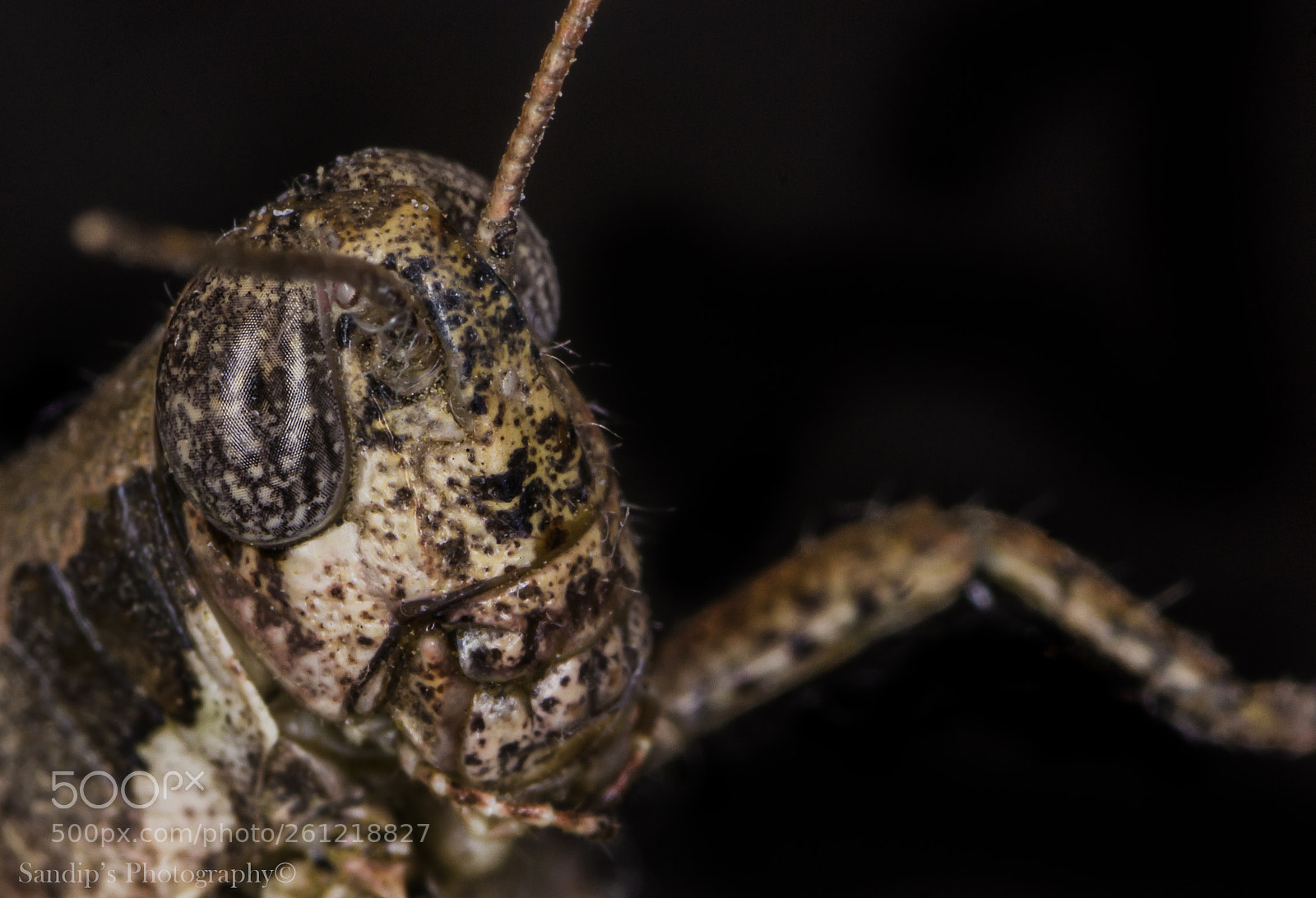 Canon EOS 600D (Rebel EOS T3i / EOS Kiss X5) sample photo. Grasshopper: close up.... photography