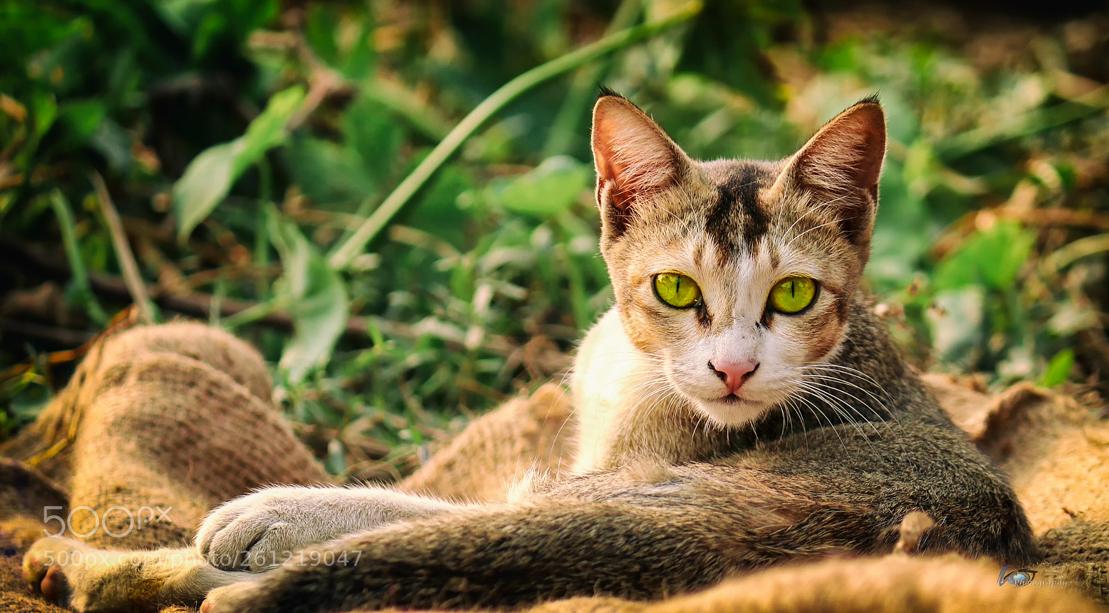 Canon EOS 80D sample photo. Dare to stare photography