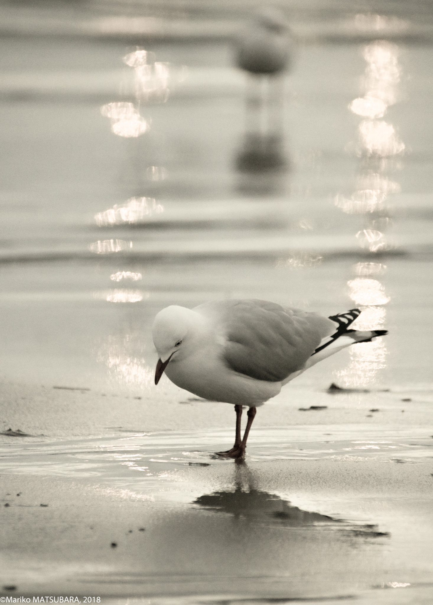 Canon EOS 760D (EOS Rebel T6s / EOS 8000D) sample photo. Sea gulls on the beach photography