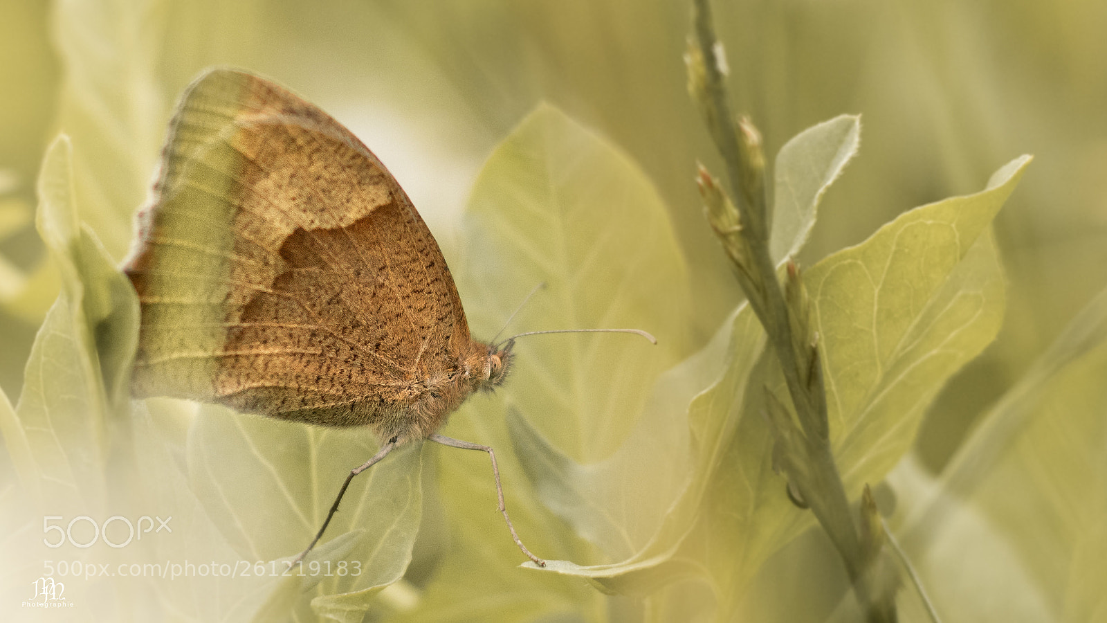 Canon EOS 750D (EOS Rebel T6i / EOS Kiss X8i) sample photo. Butterfly photography