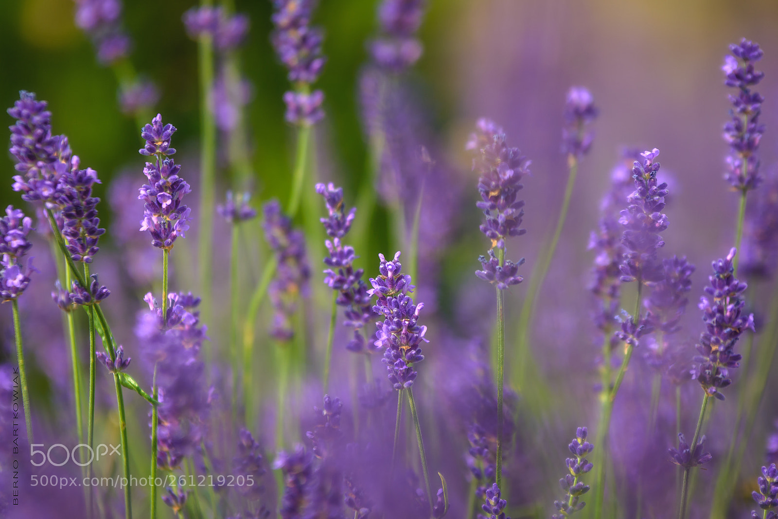 Nikon D7100 sample photo. Lavendel lavender photography