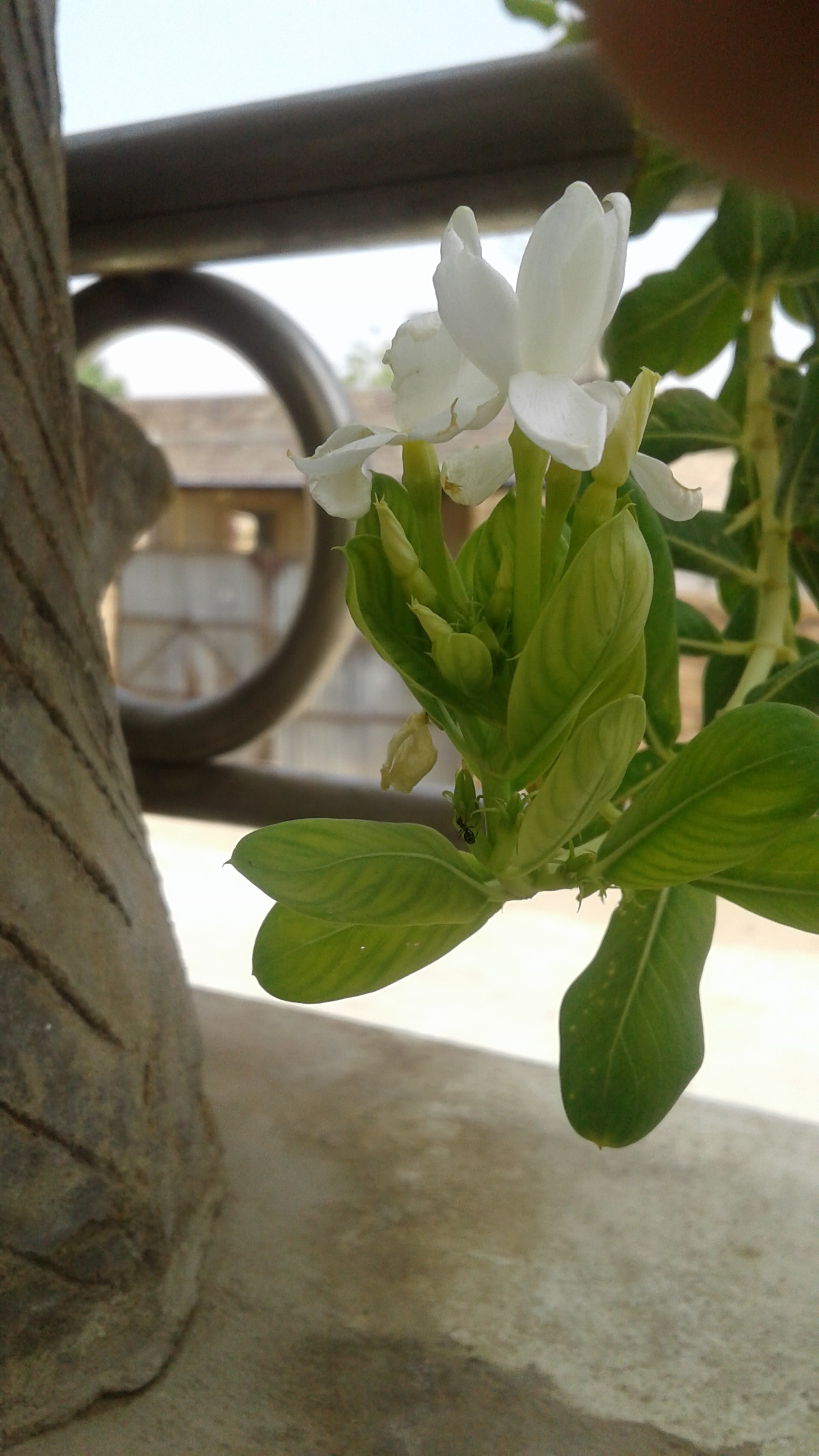 Samsung Galaxy J2 sample photo